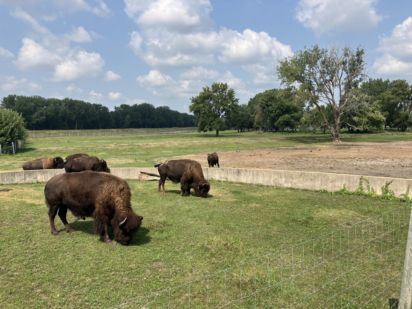American Bison/Mule Deer/Sandhill Crane Exhibit