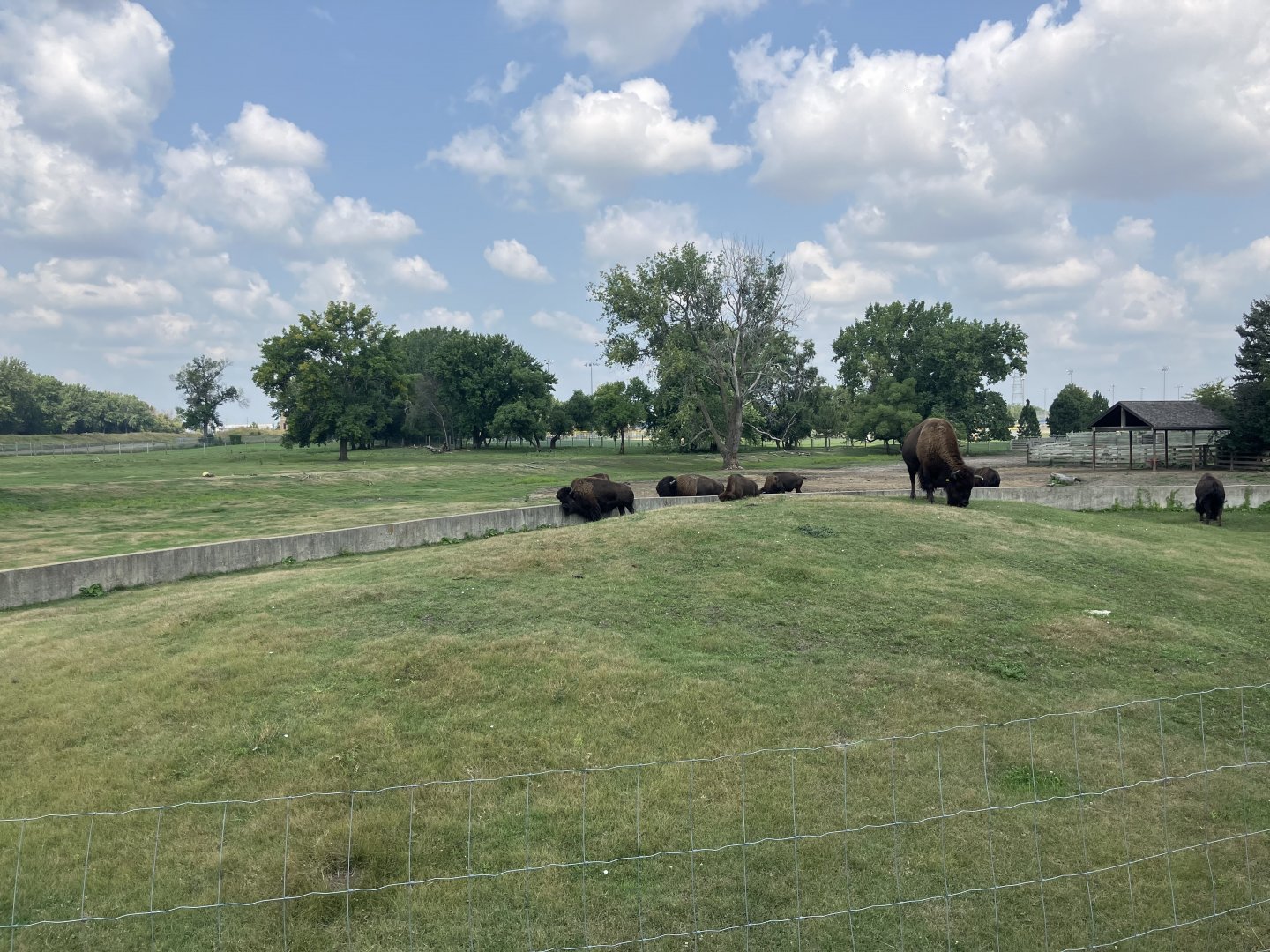 American Bison/Mule Deer/Sandhill Crane Exhibit