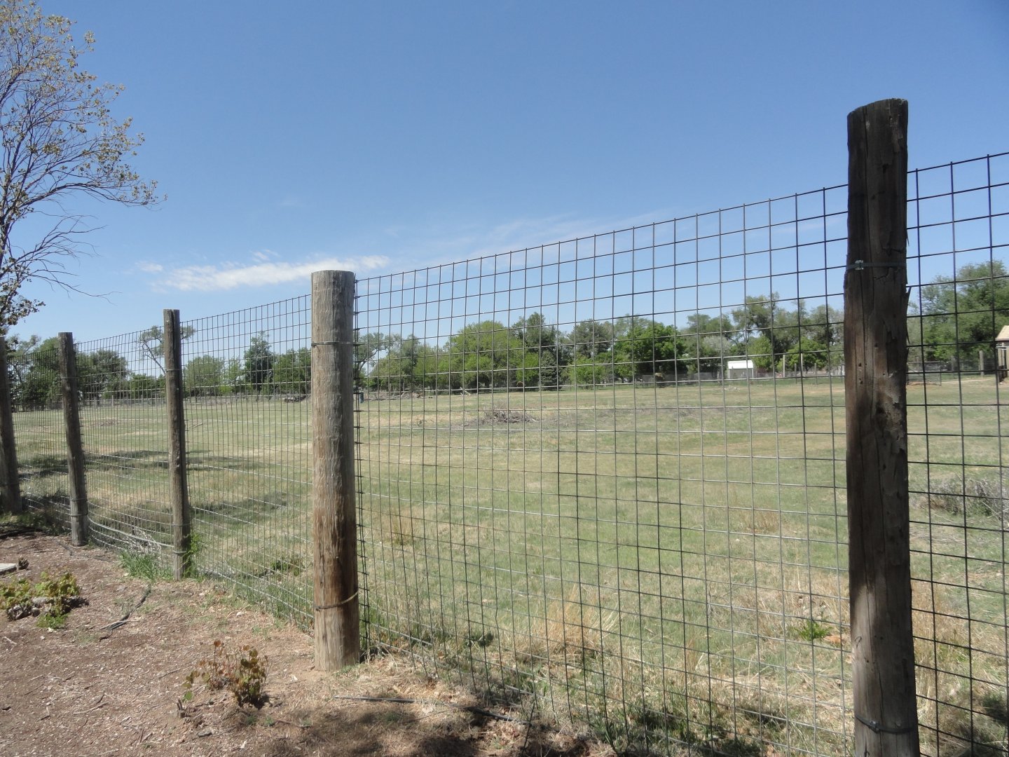 American Bison, North American Elk Exhibit