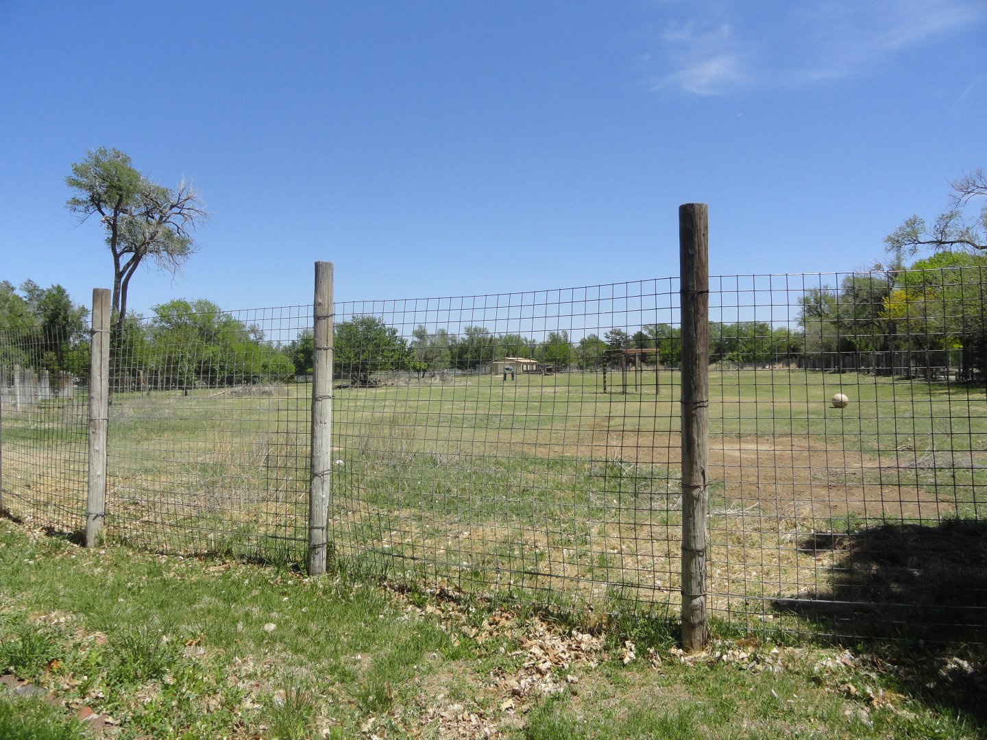 American Bison, North American Elk Exhibit