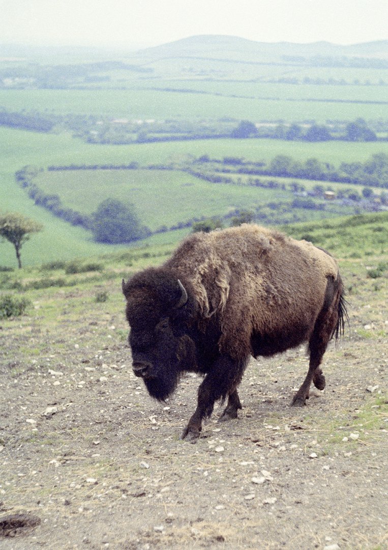 American bison on Bison Hill , 1972