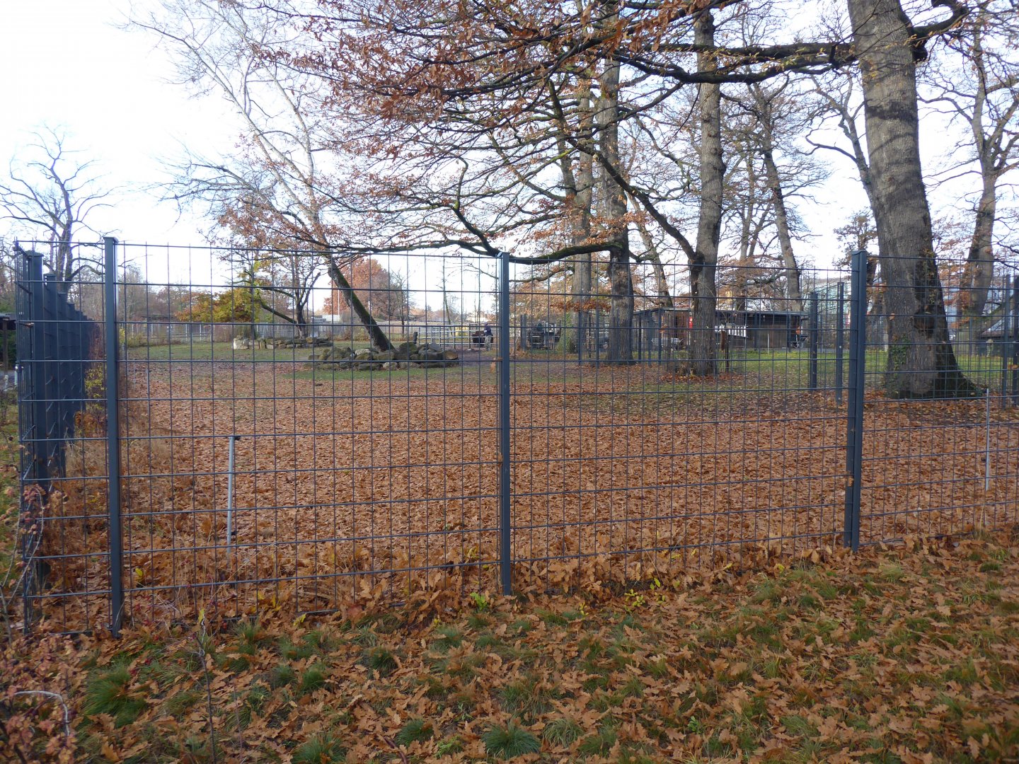 American bison paddock 011218