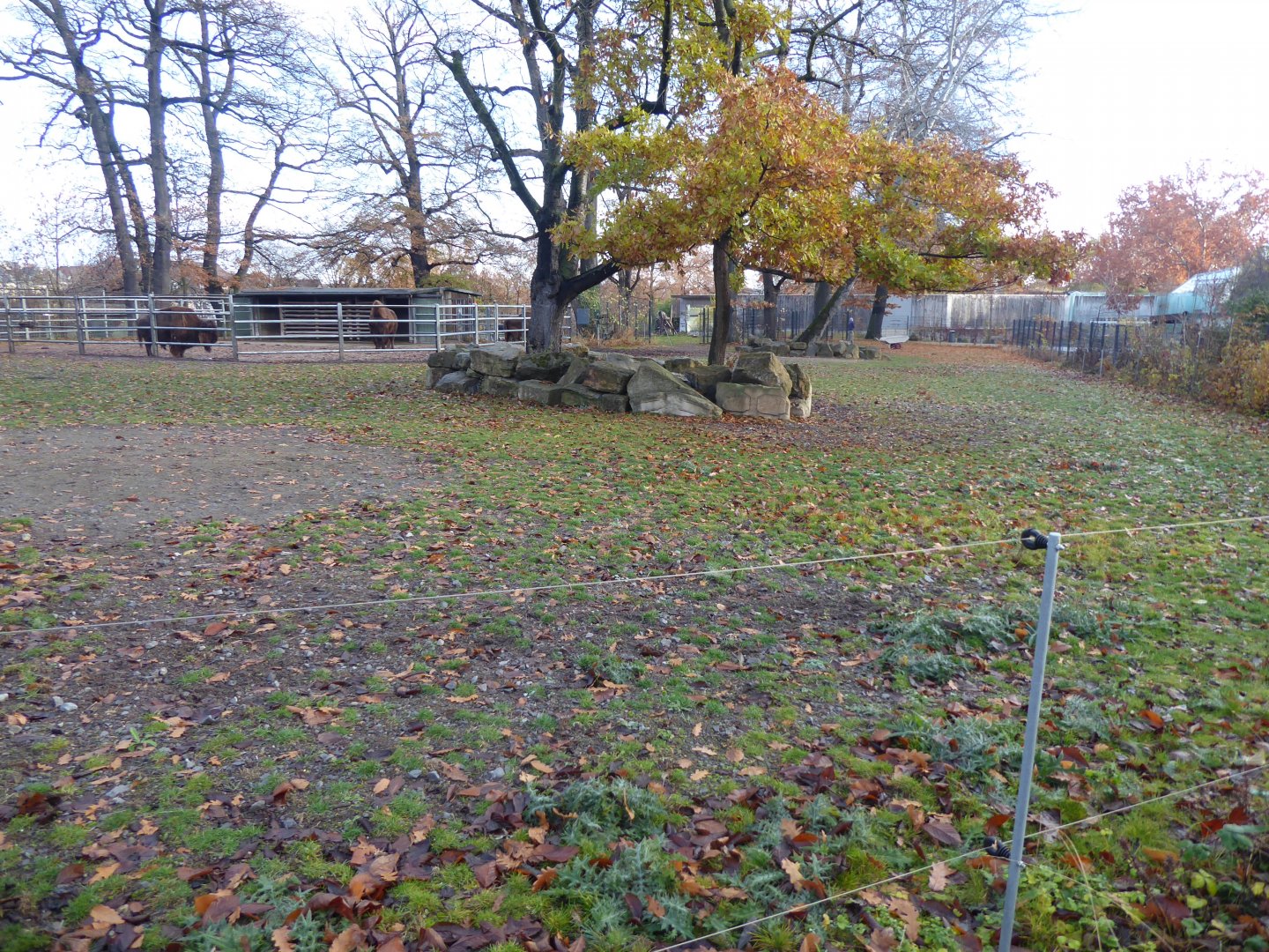 American bison paddock 011218