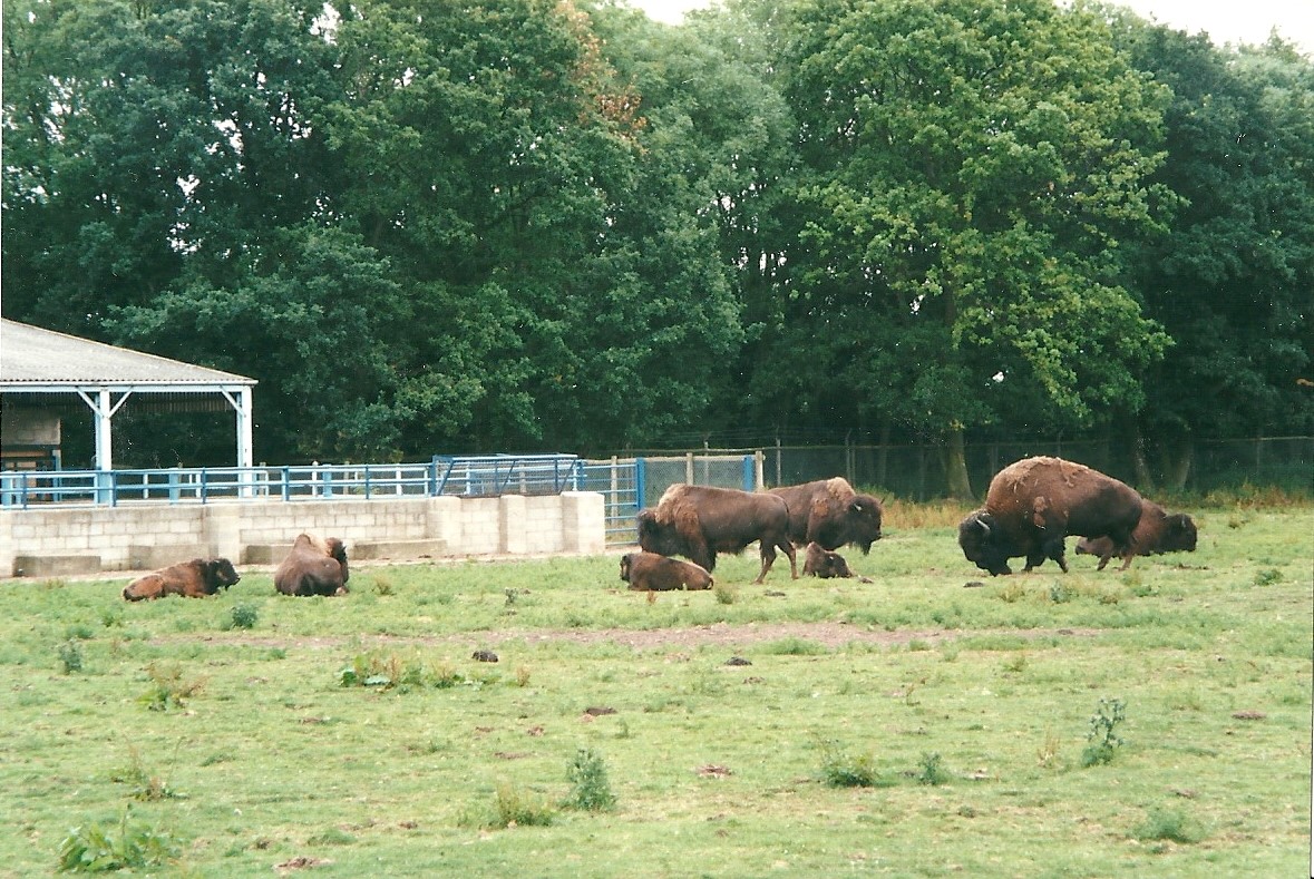American Bison paddock and house 22nd July 2000