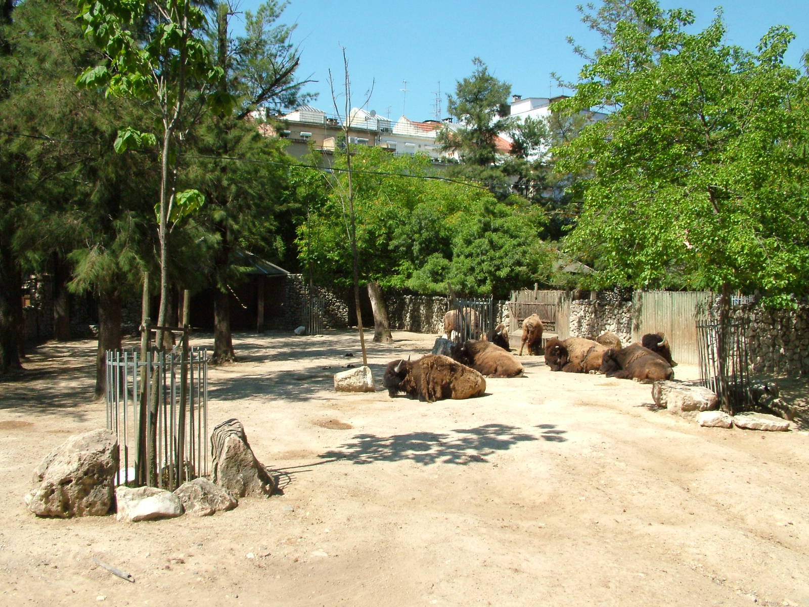 American Bison Paddock at Lisbon Zoo, 24/05/11