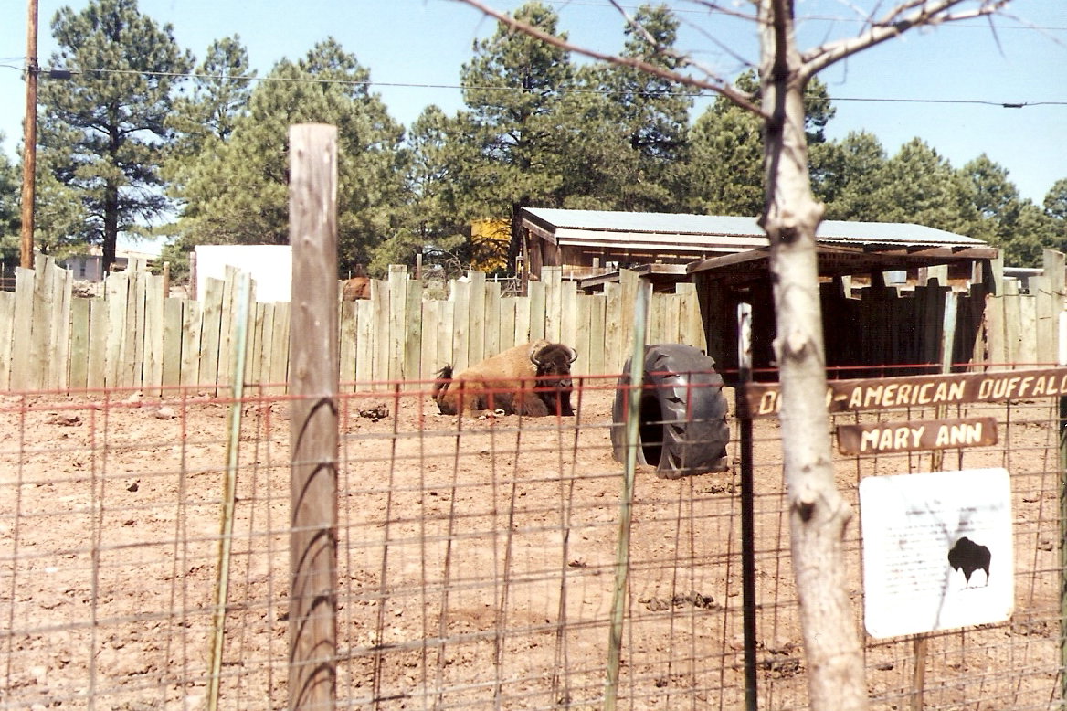 American Bison paddock - Grand Canyon Deer Farm 1998