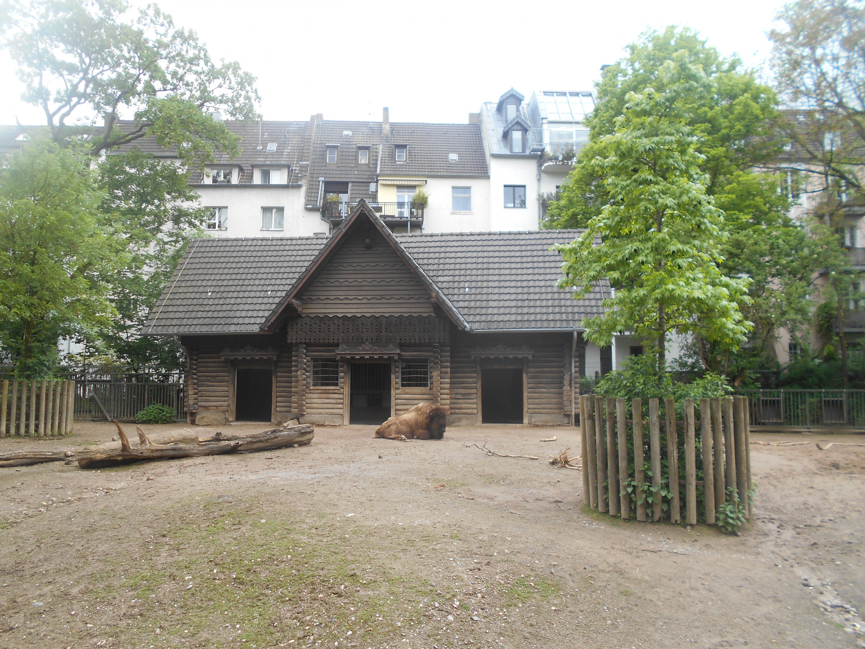 American Bison paddock