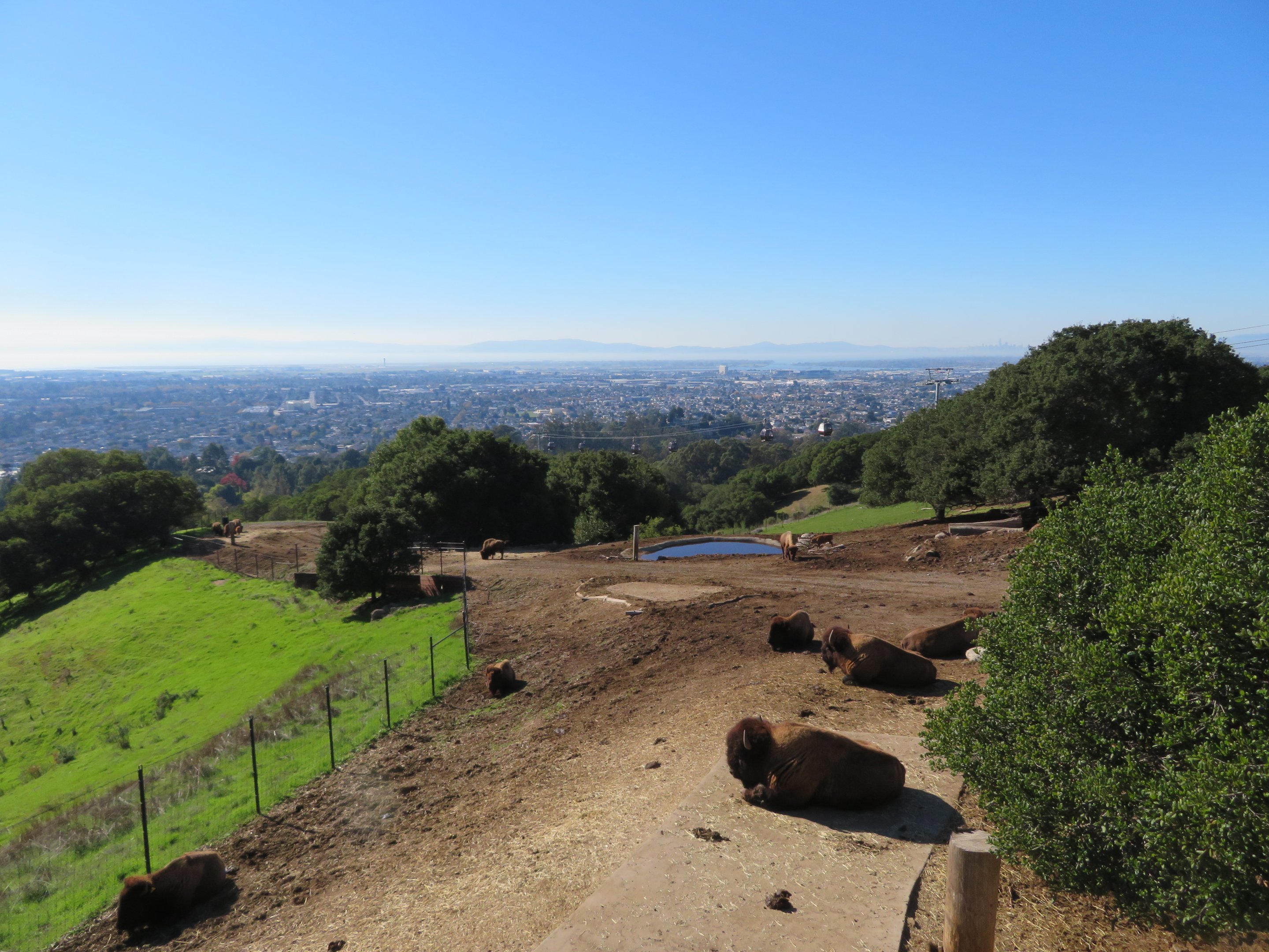 American Bison Paddock