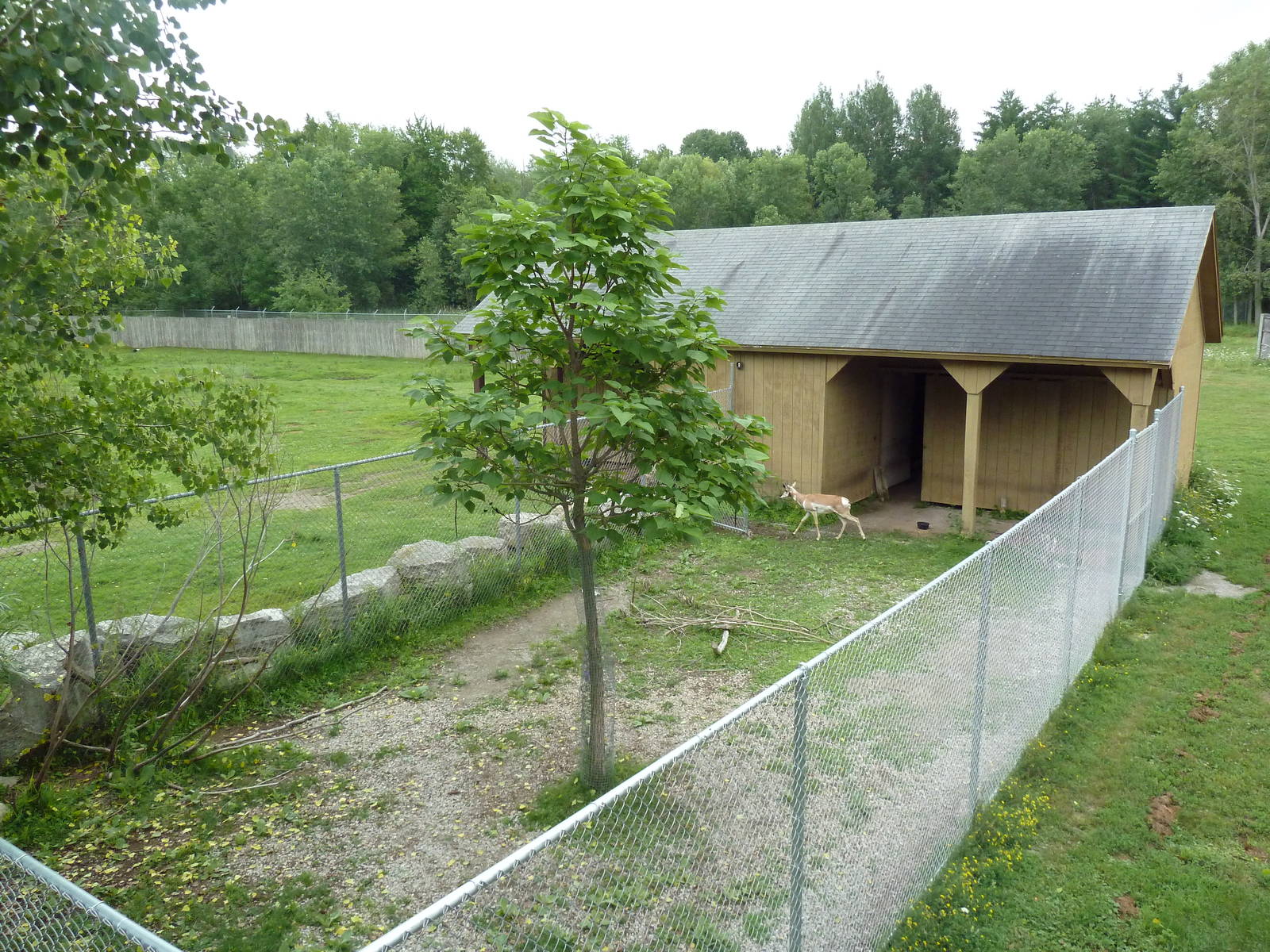 American Bison/Pronghorn Antelope Exhibit (side yard)