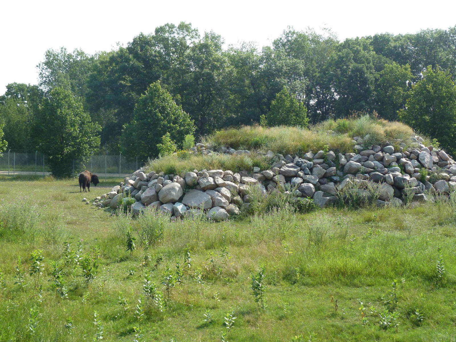 American Bison/Pronghorn Antelope Exhibit