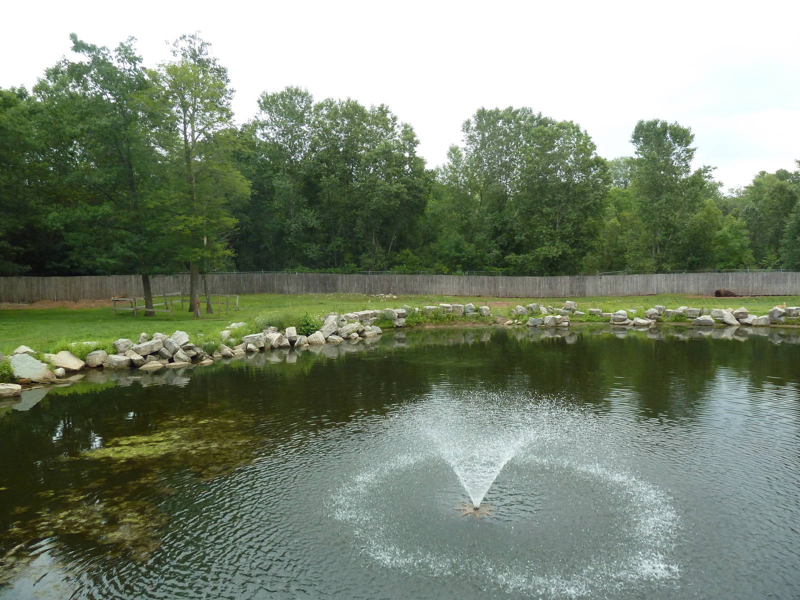 American Bison/Pronghorn Antelope Exhibit