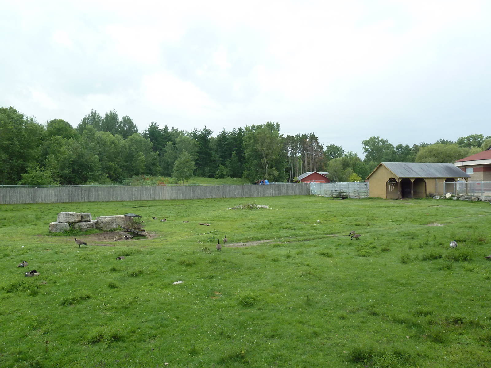 American Bison/Pronghorn Antelope Exhibit