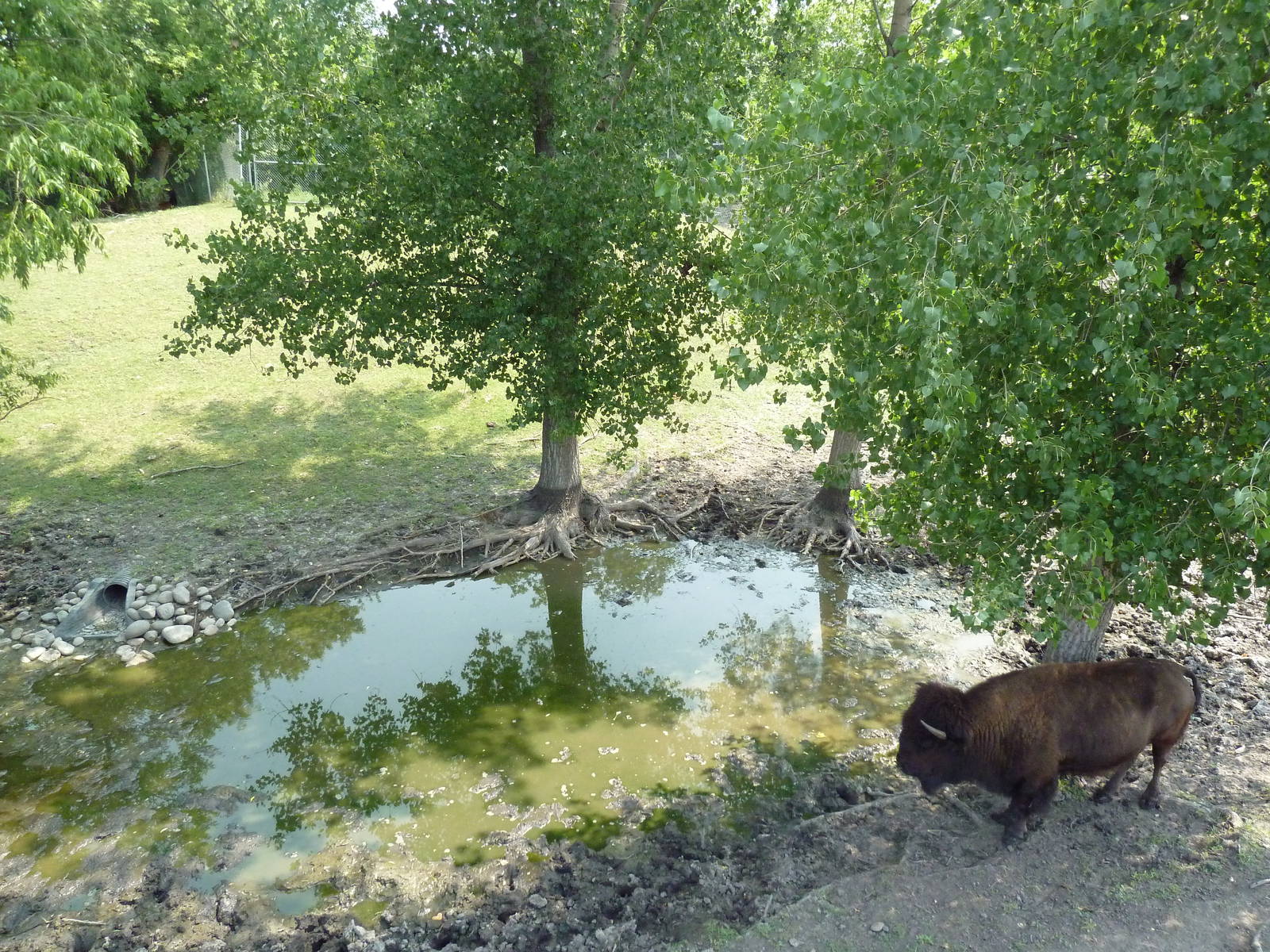 American Bison/Rocky Mountain Elk Exhibit
