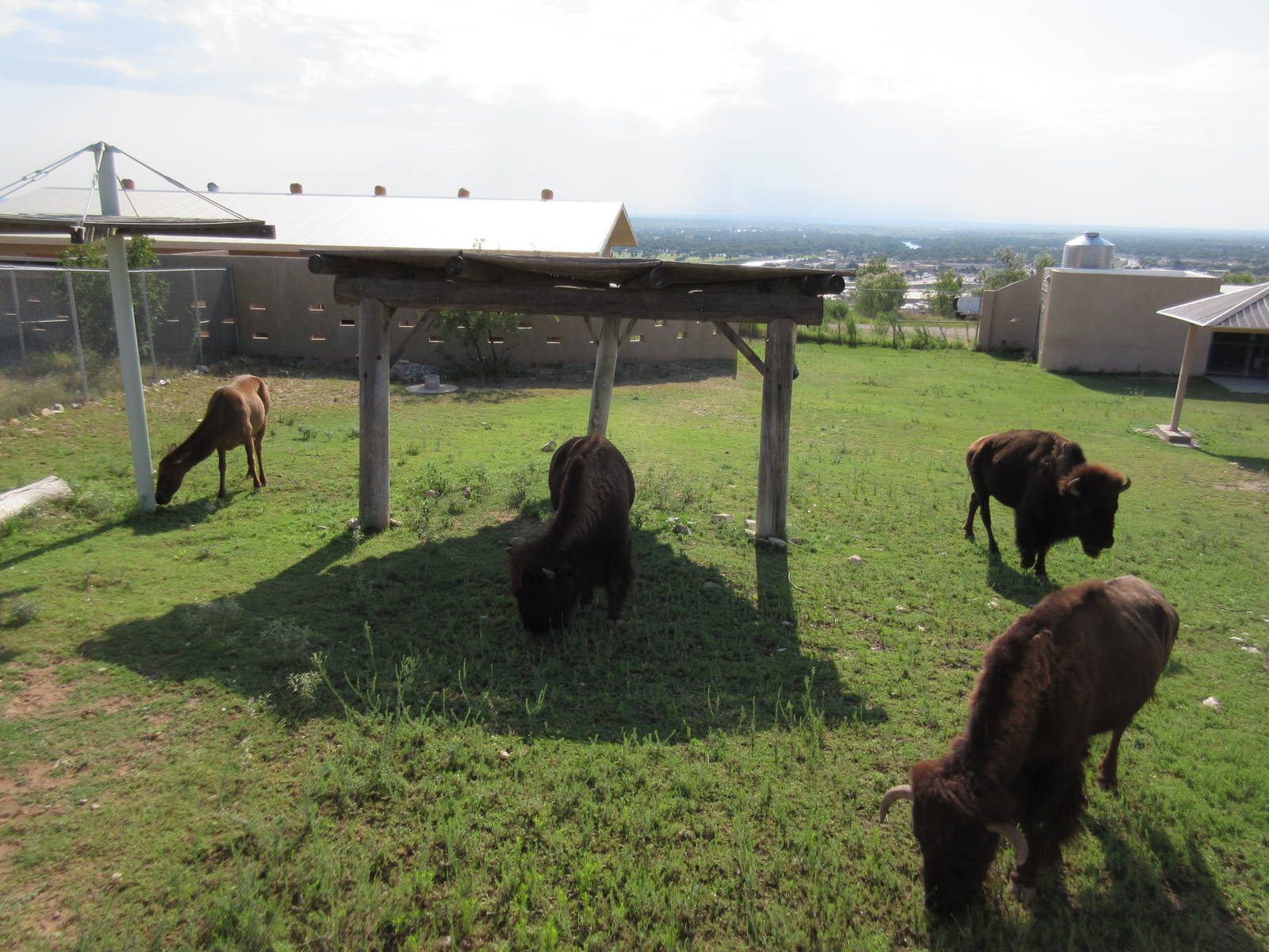 American Bison/Rocky Mountain Elk Exhibit