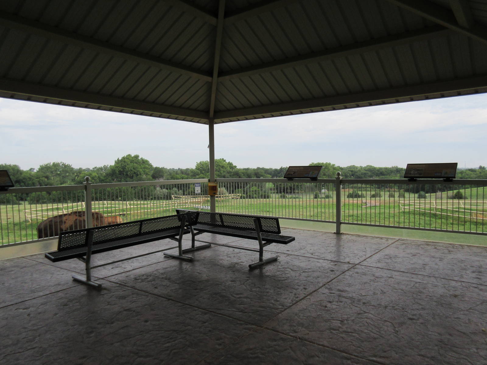 American Bison/Rocky Mountain Elk/Pronghorn Antelope Exhibit