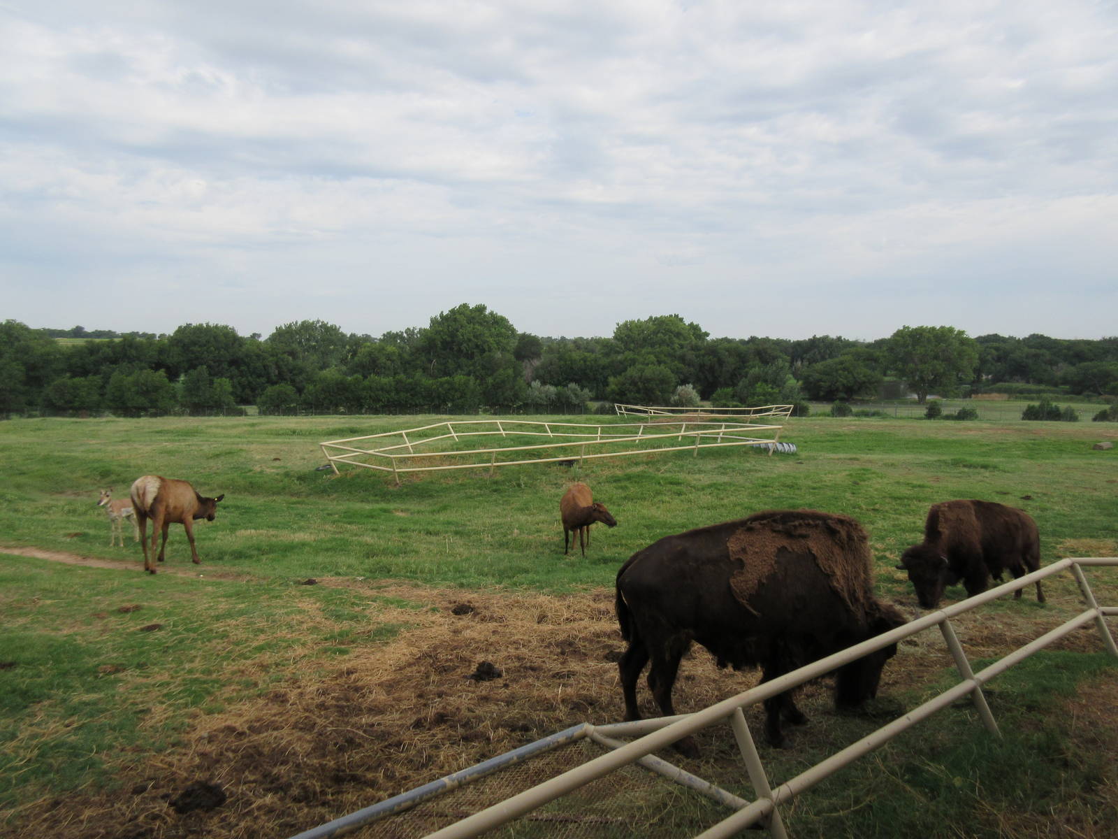 American Bison/Rocky Mountain Elk/Pronghorn Antelope Exhibit