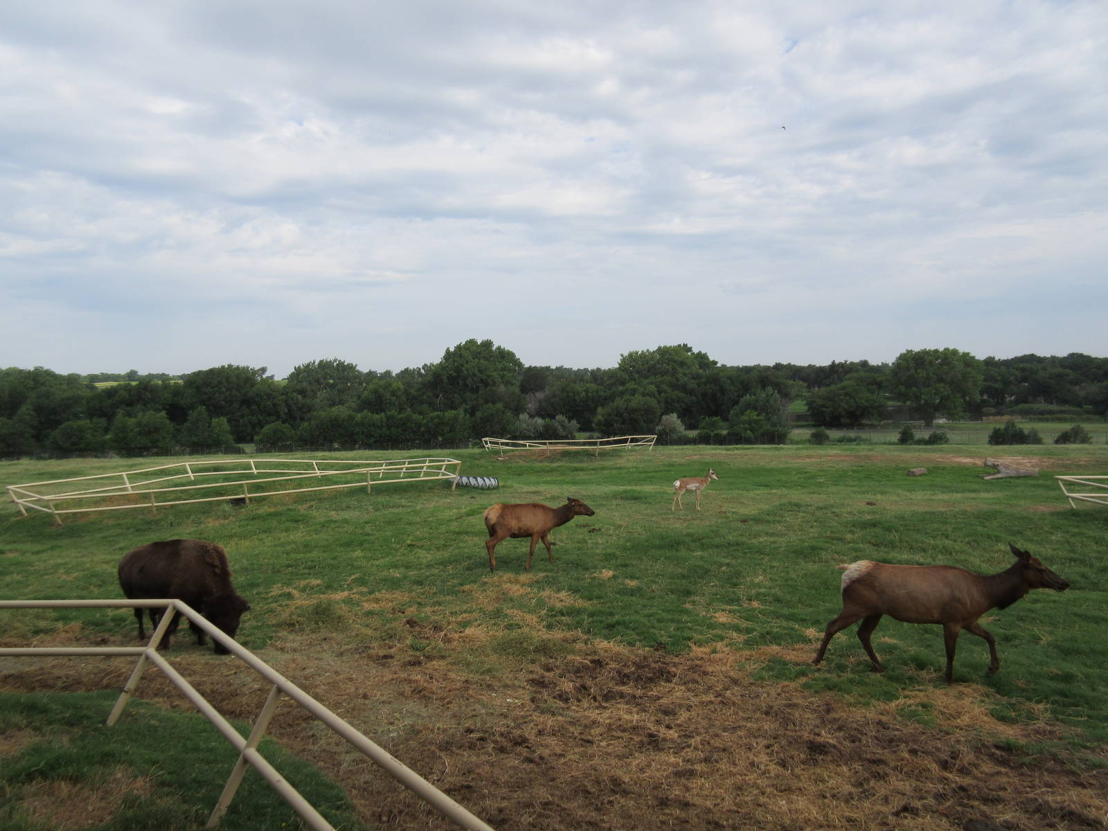 American Bison/Rocky Mountain Elk/Pronghorn Antelope Exhibit