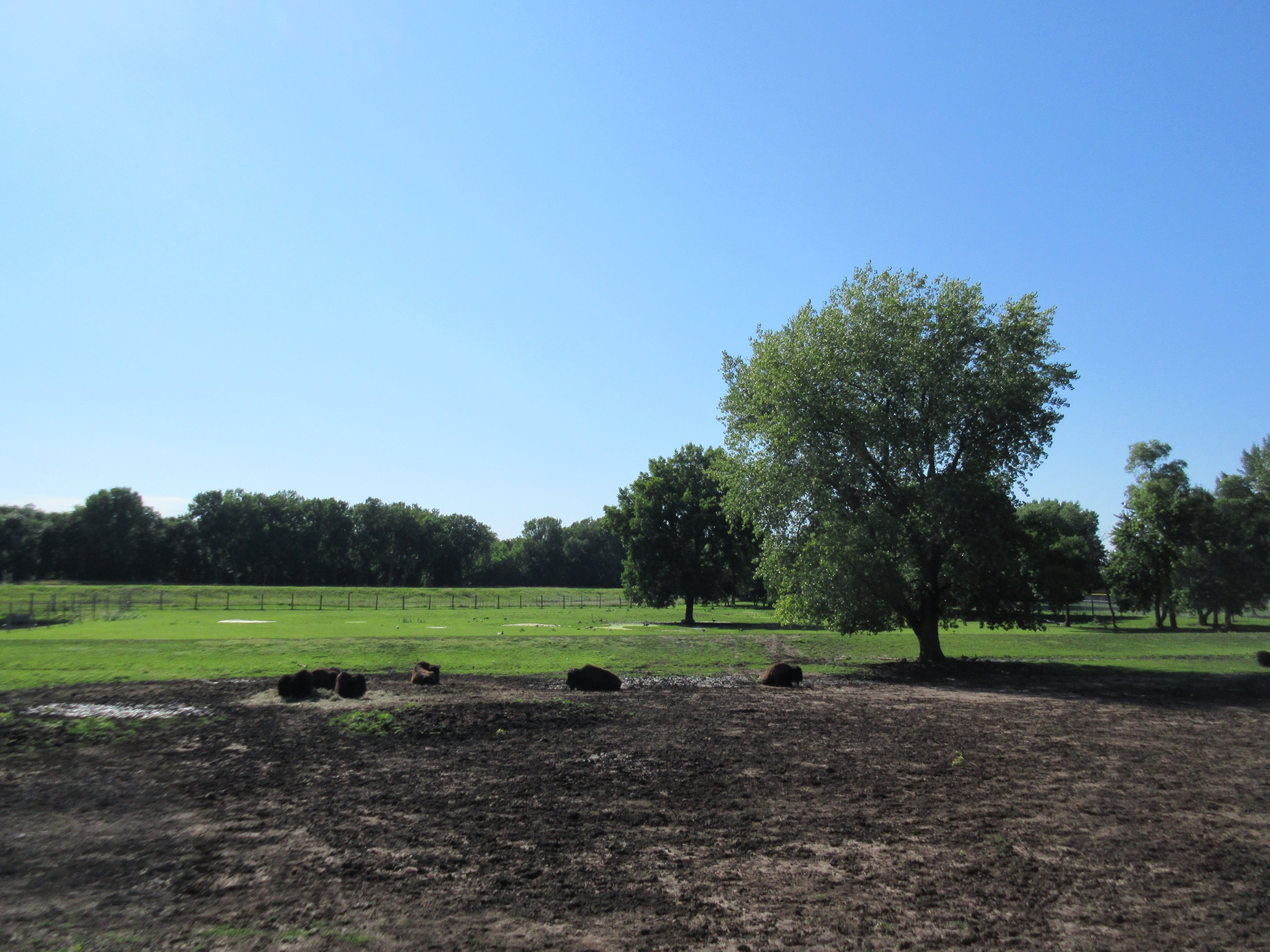 American Bison/Sandhill Crane Exhibit