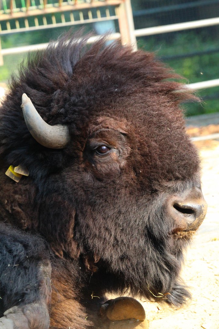 American Bison- September 2024
