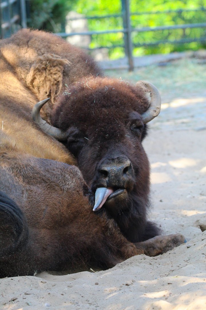 American Bison- September 2024