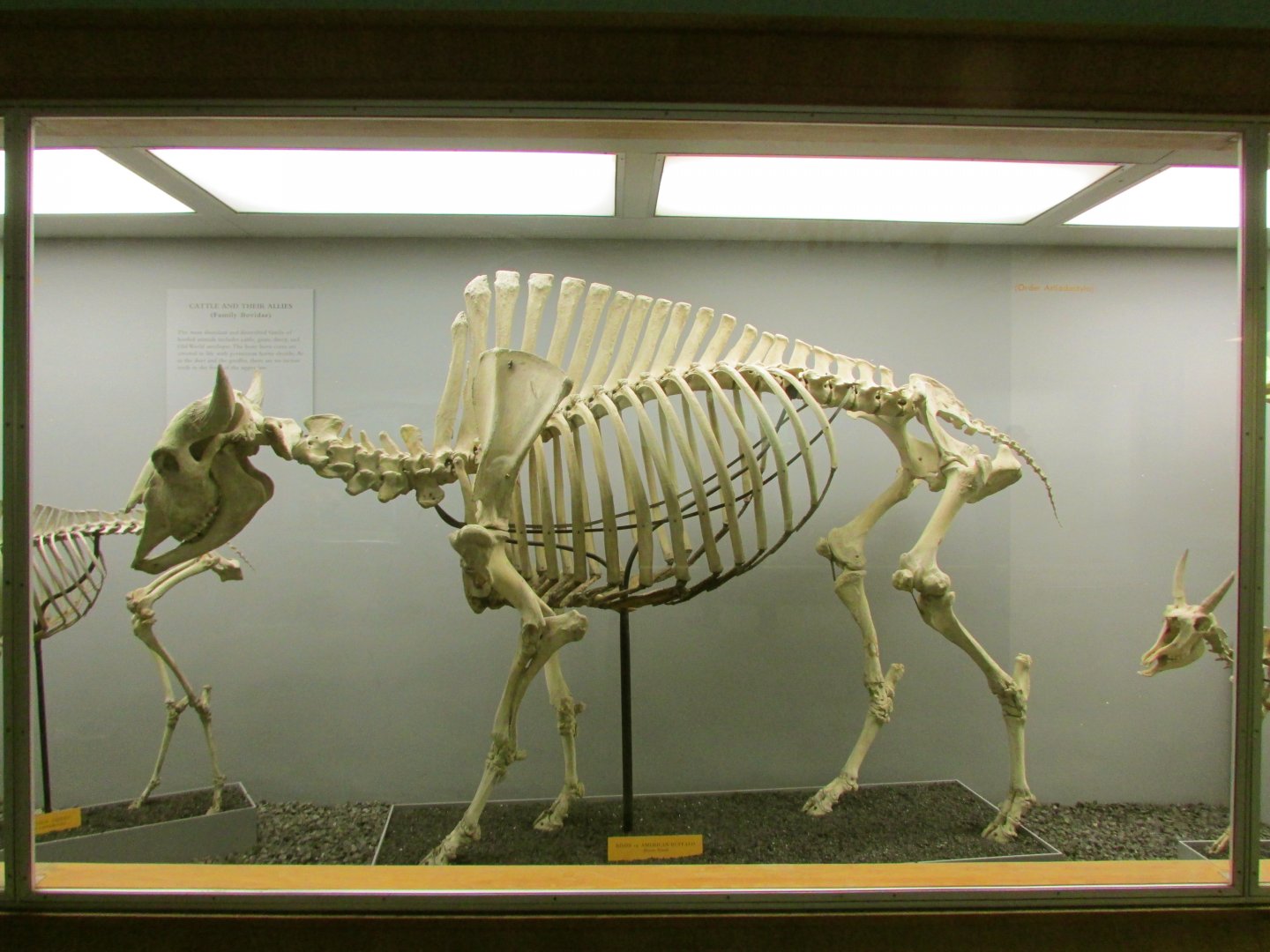 American Bison Skeleton