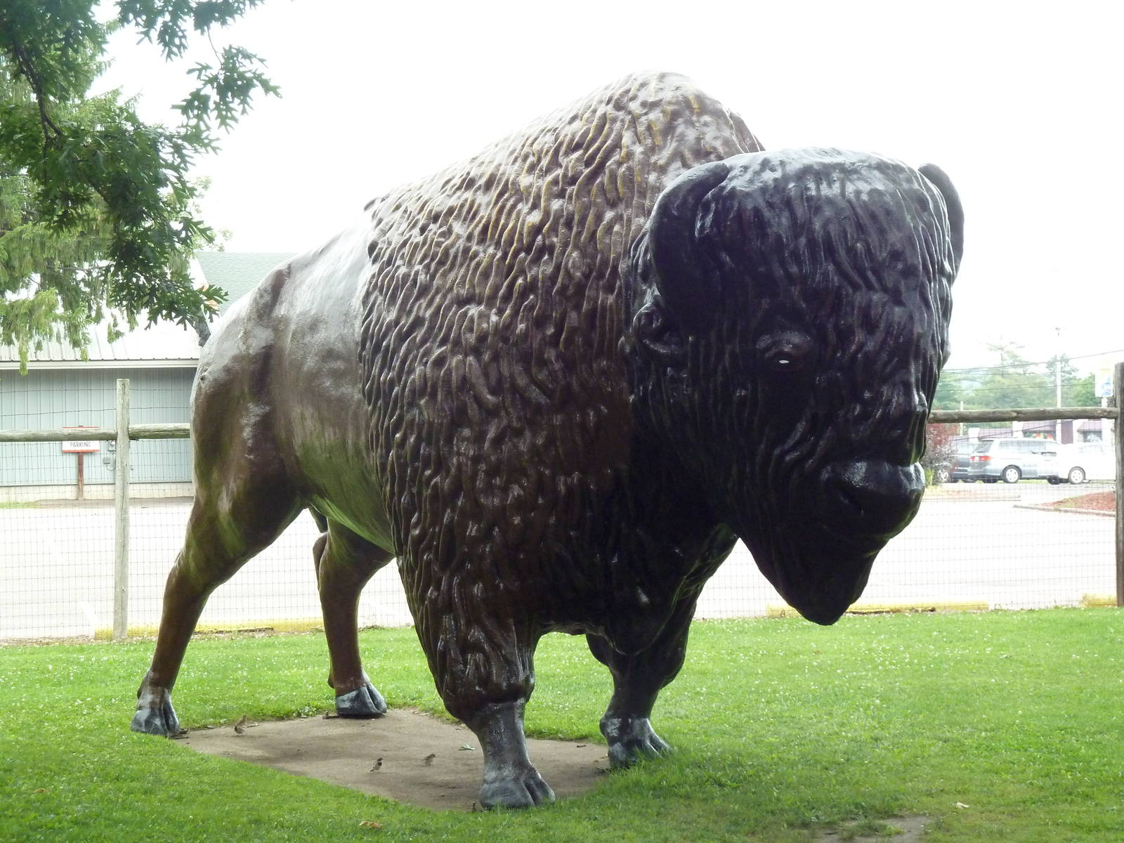 American Bison Statue (much larger than life size)