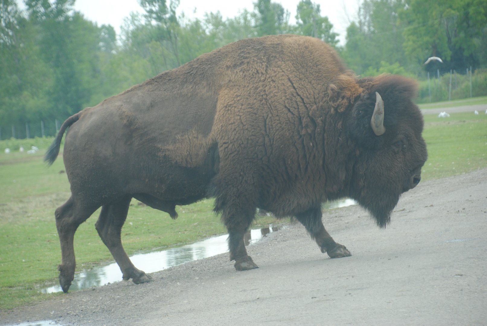 American Bison (The Americas reserve)