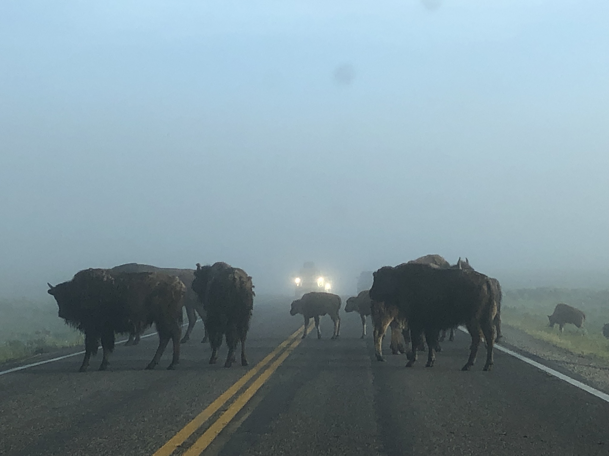 American bison traffic jam