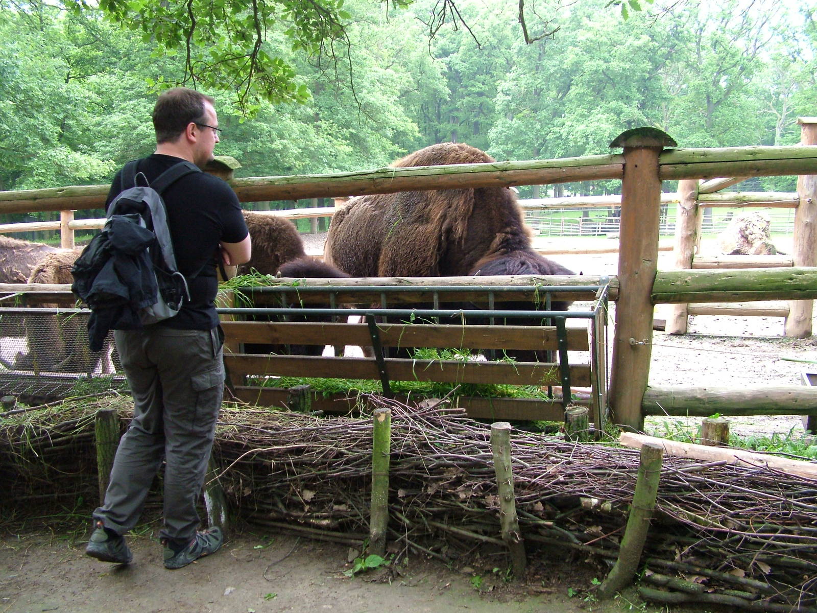 American Bison viewing at Brno, 27/05/10