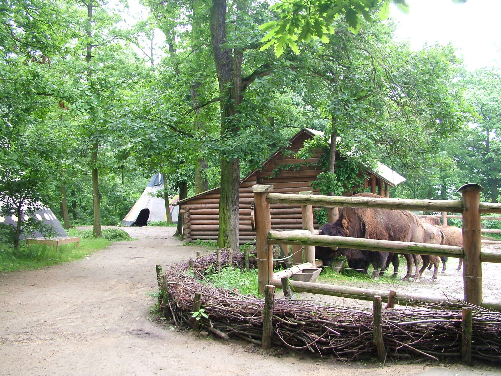 American Bison viewing at Brno, 27/05/10