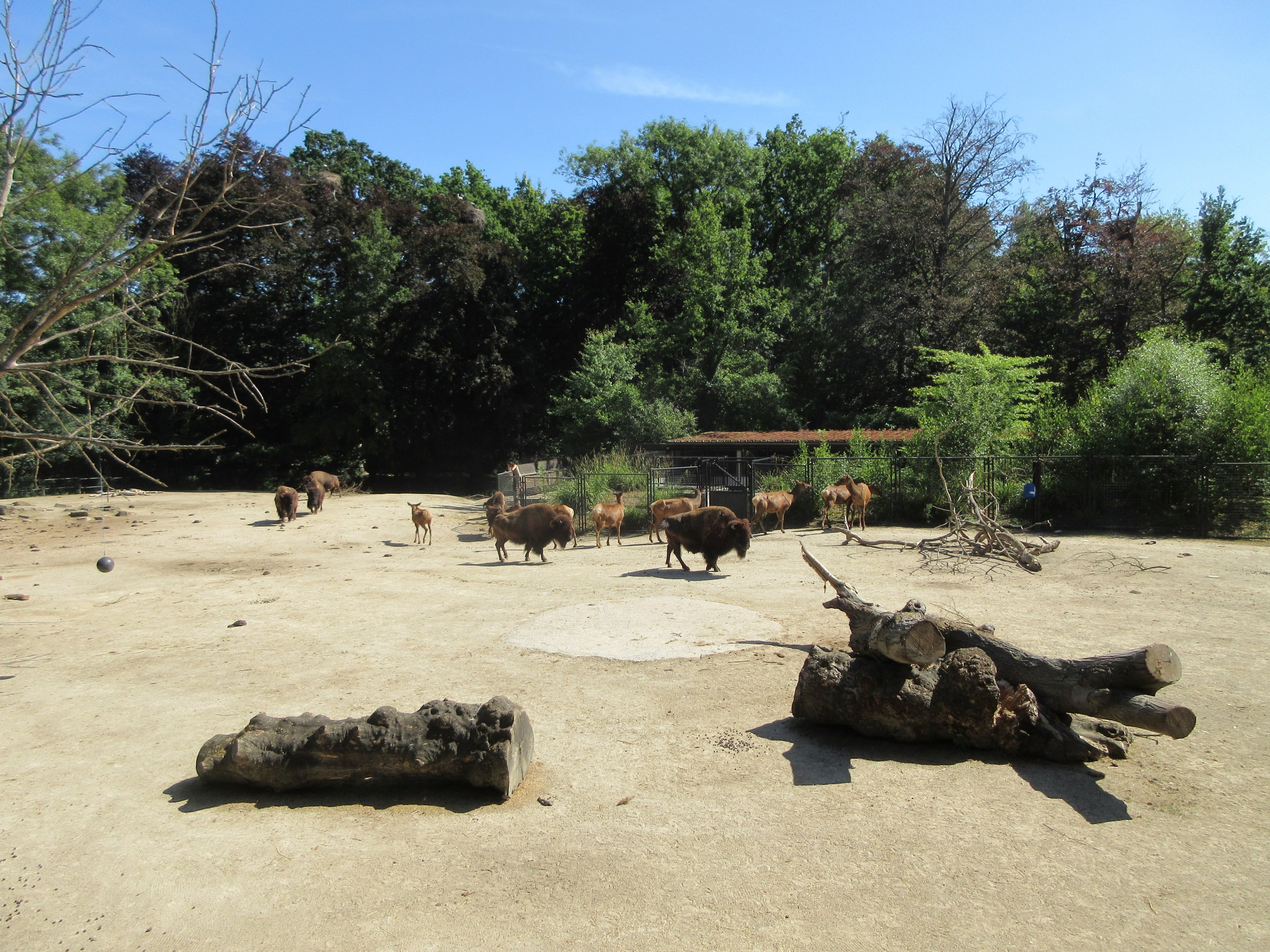 American Bison/Wapiti Exhibit