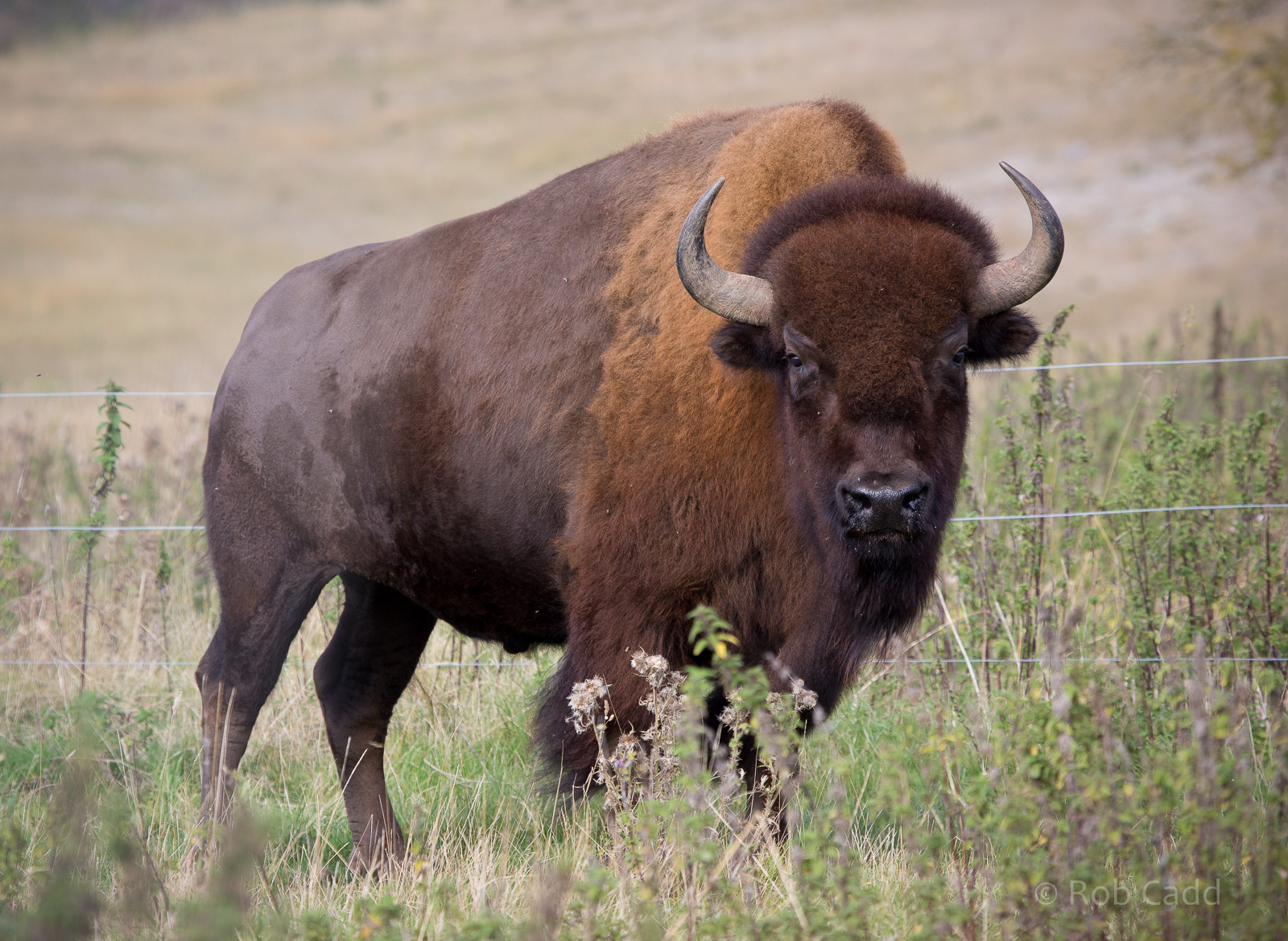 American bison : Whipsnade : 07 Sep 2014