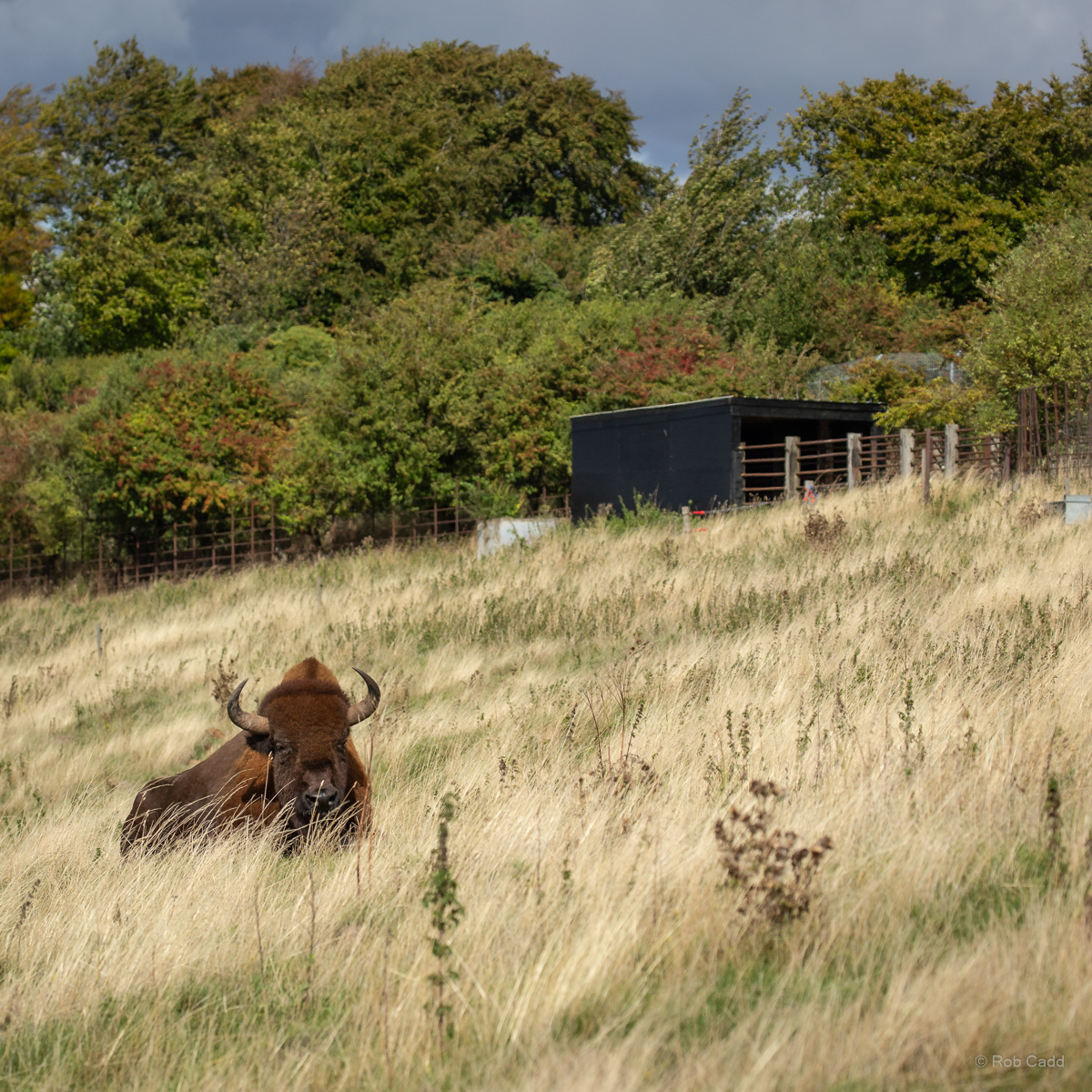 American bison : Whipsnade : 07 Sep 2018