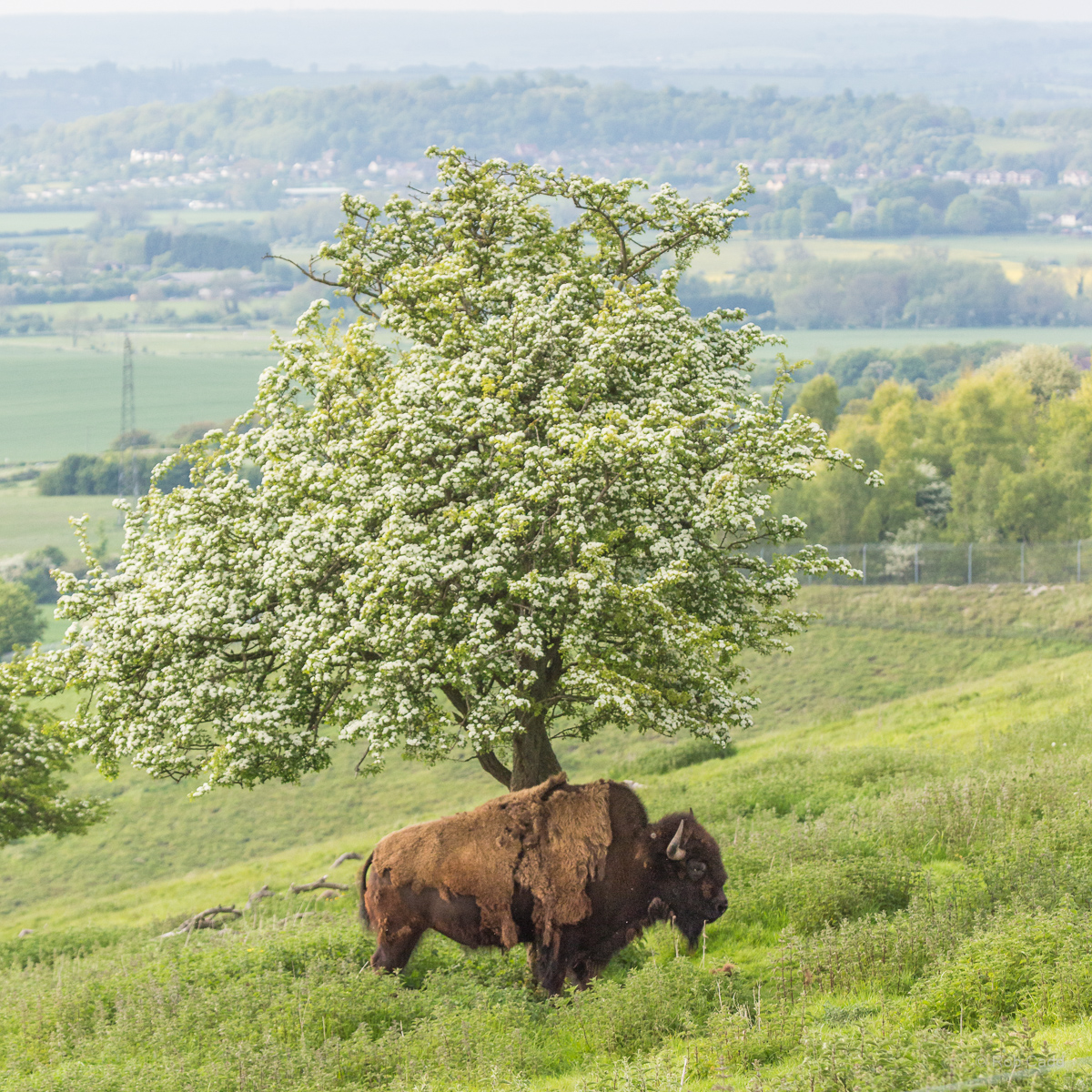 American bison : Whipsnade : 16 May 2014