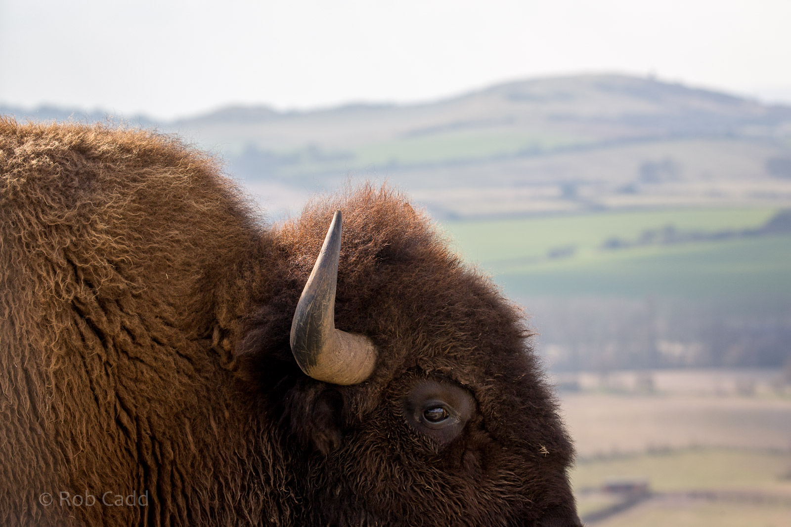 American bison : Whipsnade : 25 Mar 2015