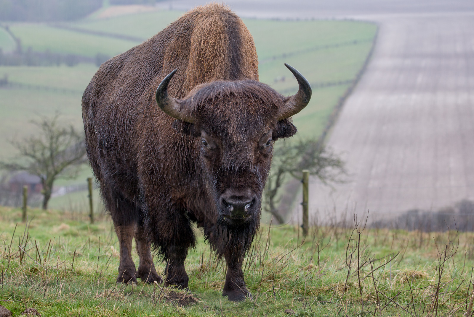 American bison : Whipsnade : 30 Mar 2018