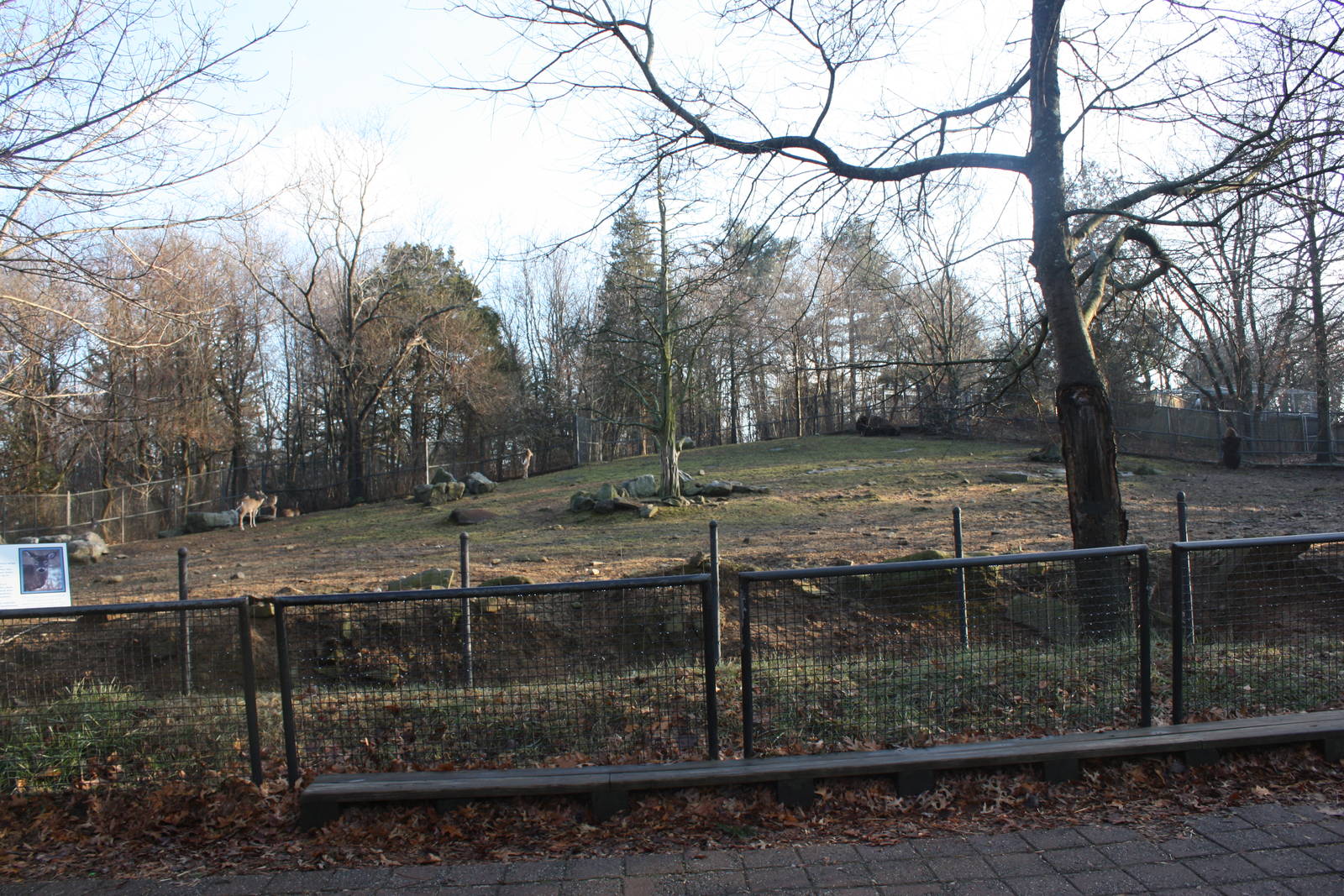 American Bison/White-Tailed Deer Exhibit