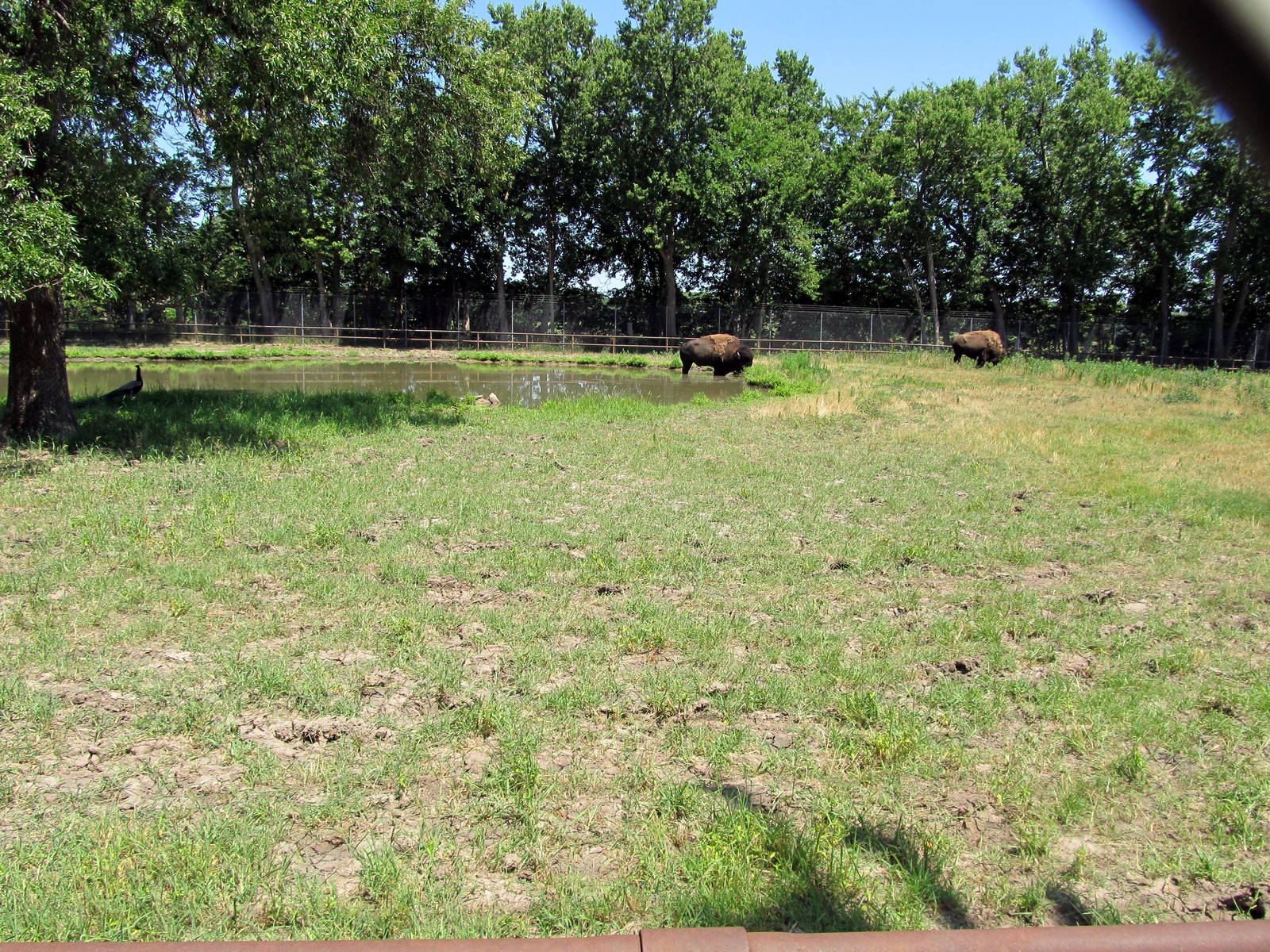 American Bison/Wild Turkey/Mule Deer Exhibit