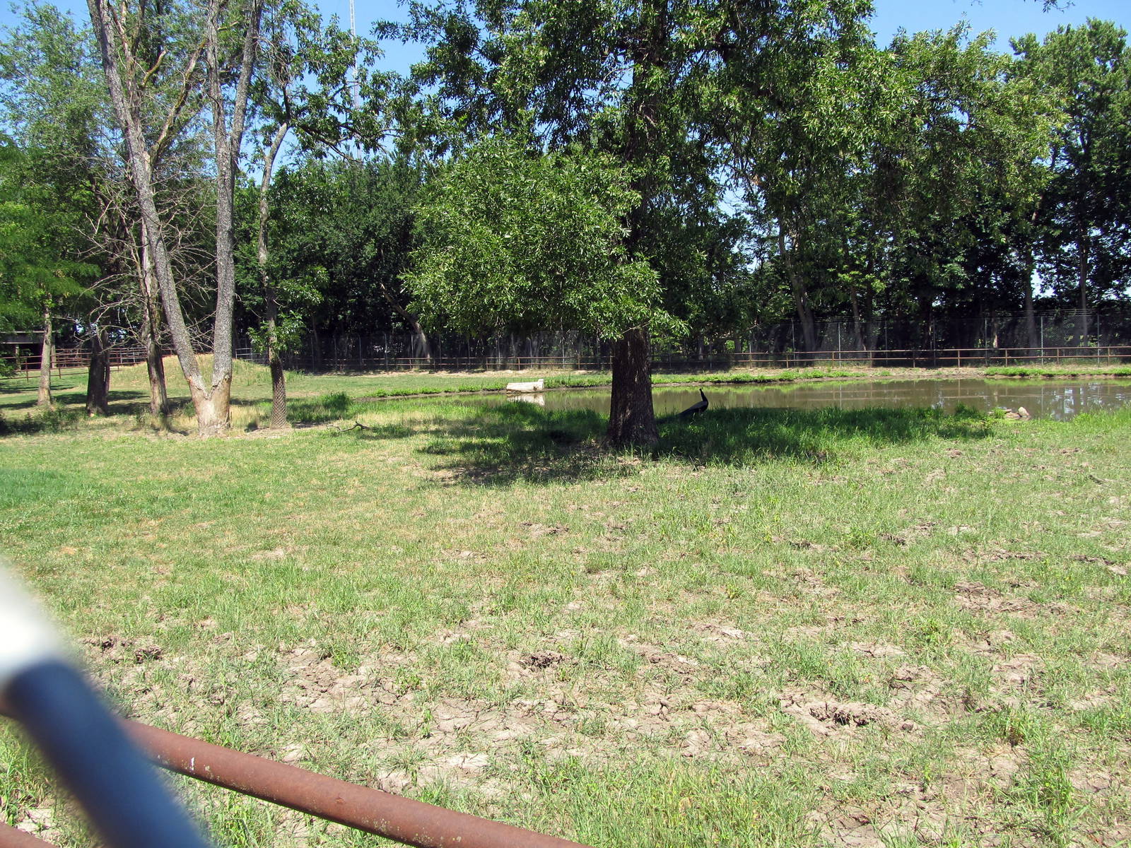 American Bison/Wild Turkey/Mule Deer Exhibit