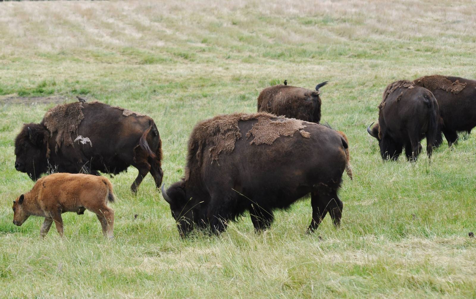 American Bison, with birds.