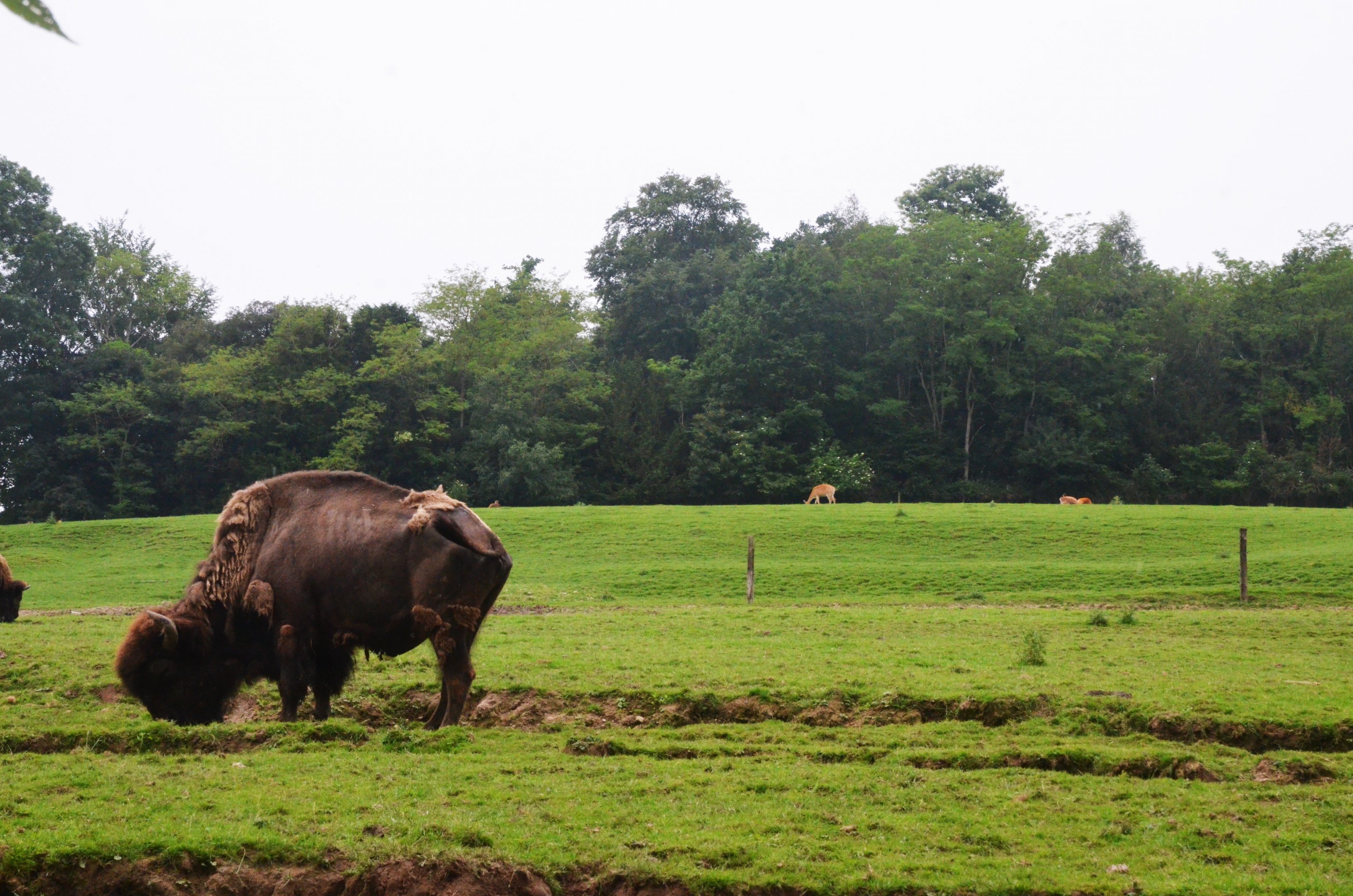 American Bison, with Deer Paddock Behind at CERZA, 10/06/18