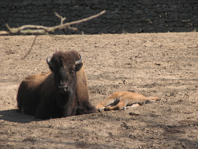 American bison with her baby