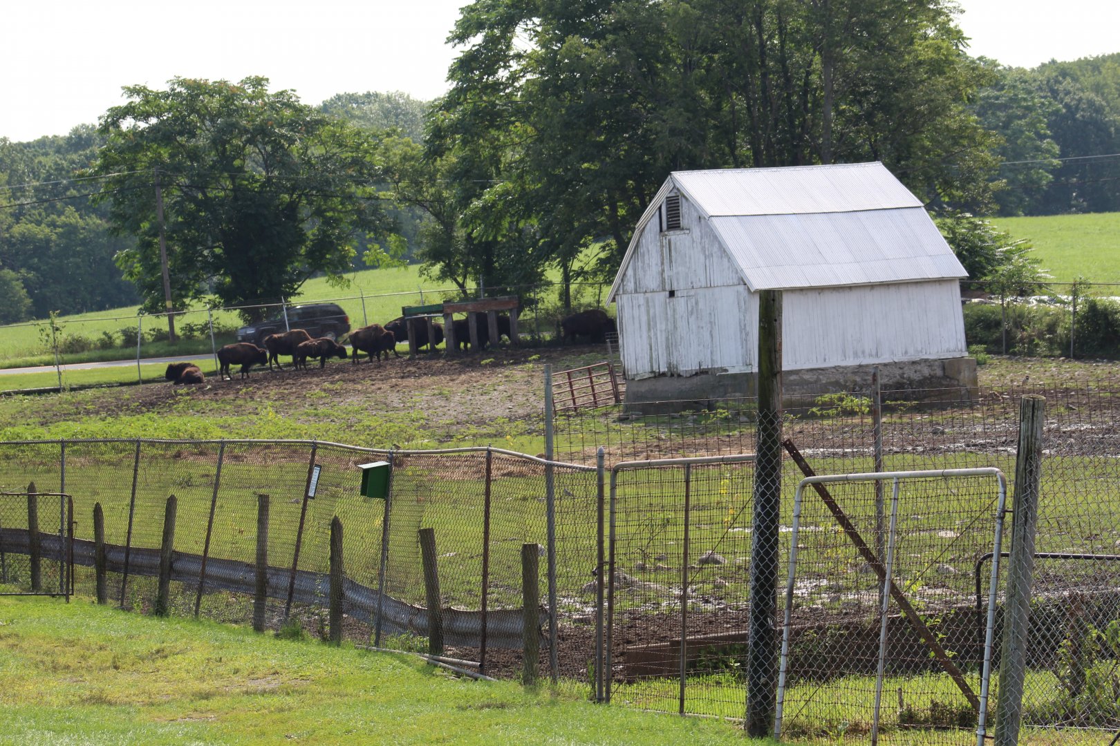 American Bison Yard