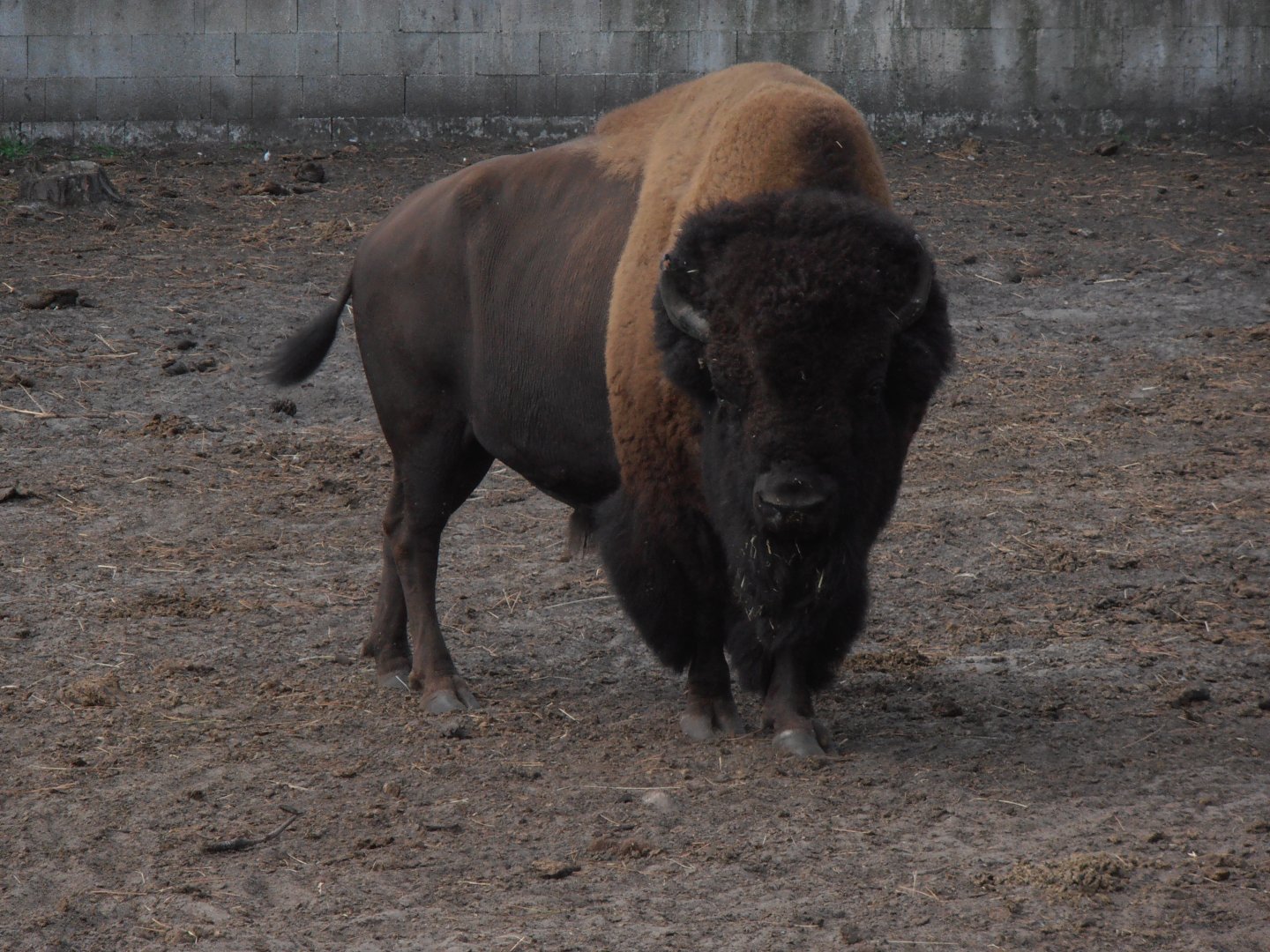 American bison-Zoo Bassin D'Arcachon (2012)