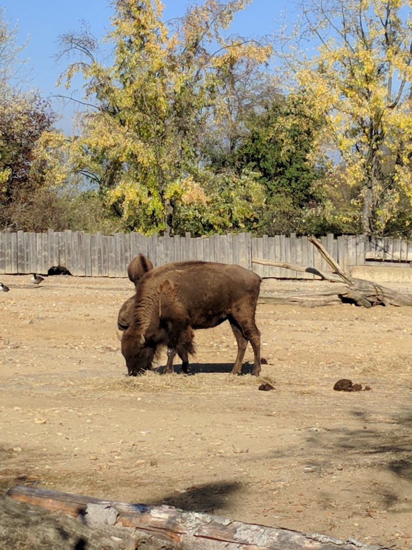American Bison Zoo Praha 2018