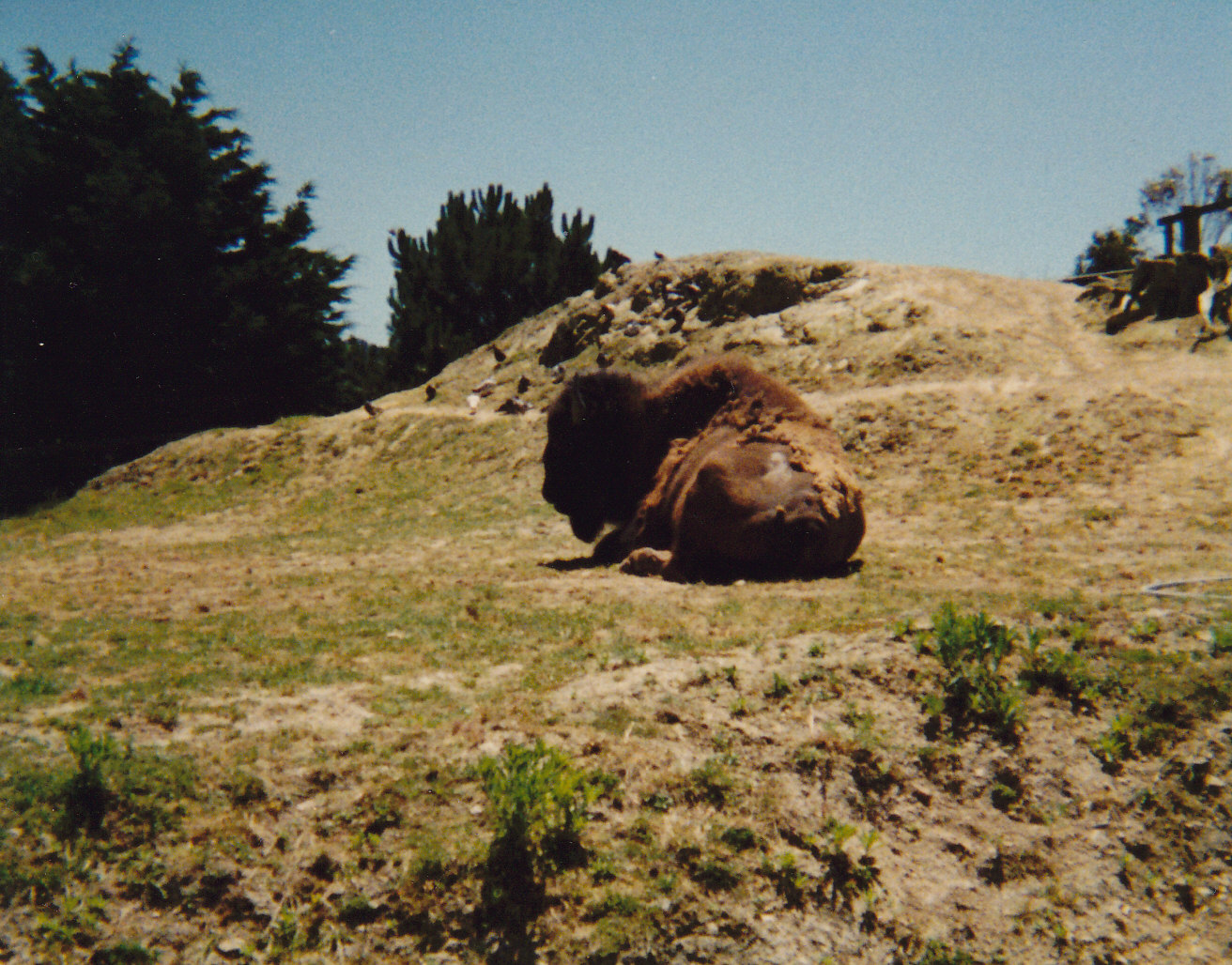 American bison