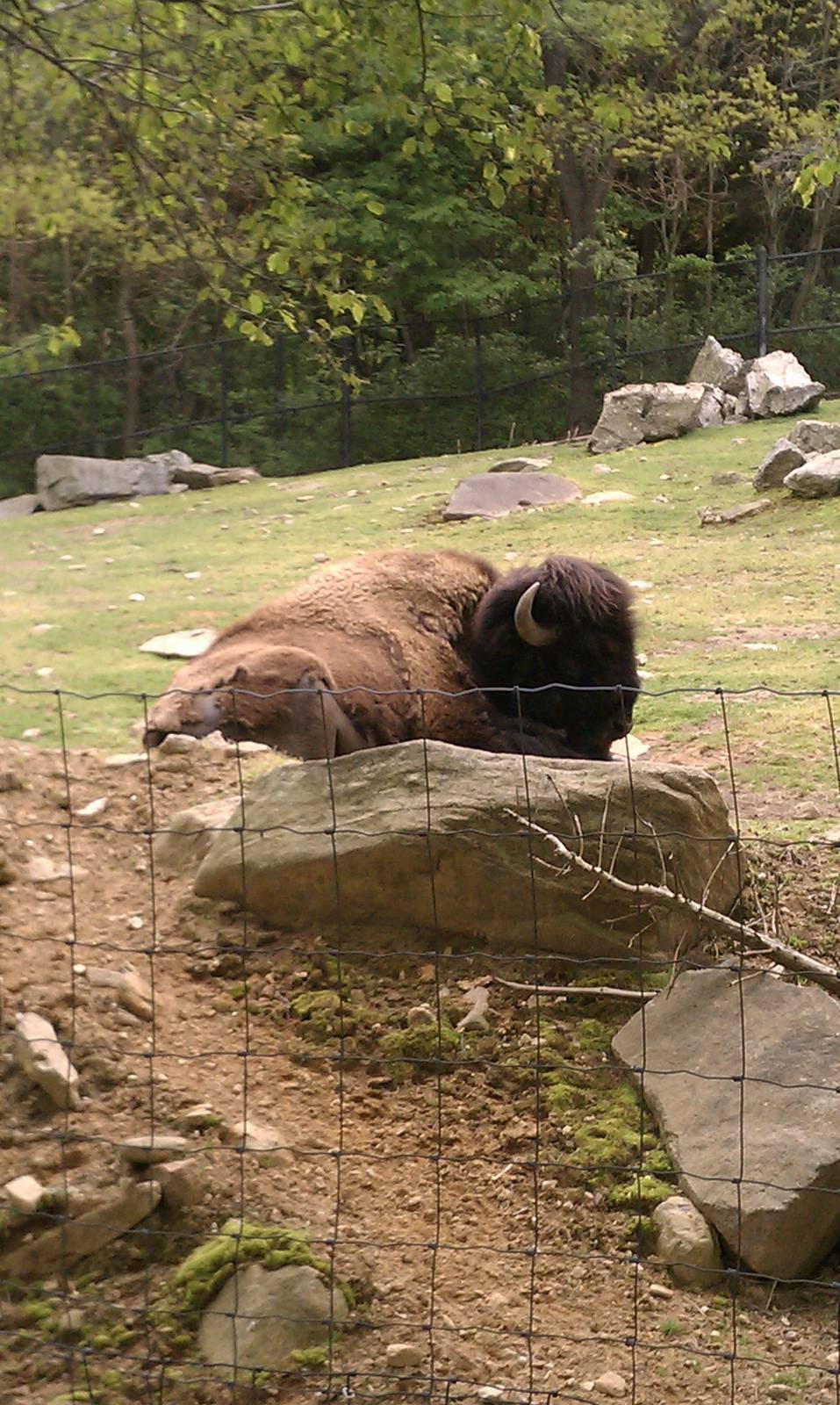American Bison