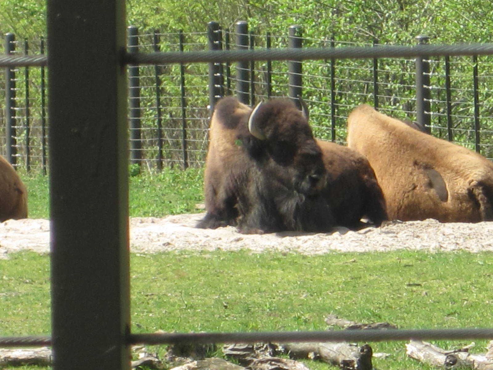 American Bison