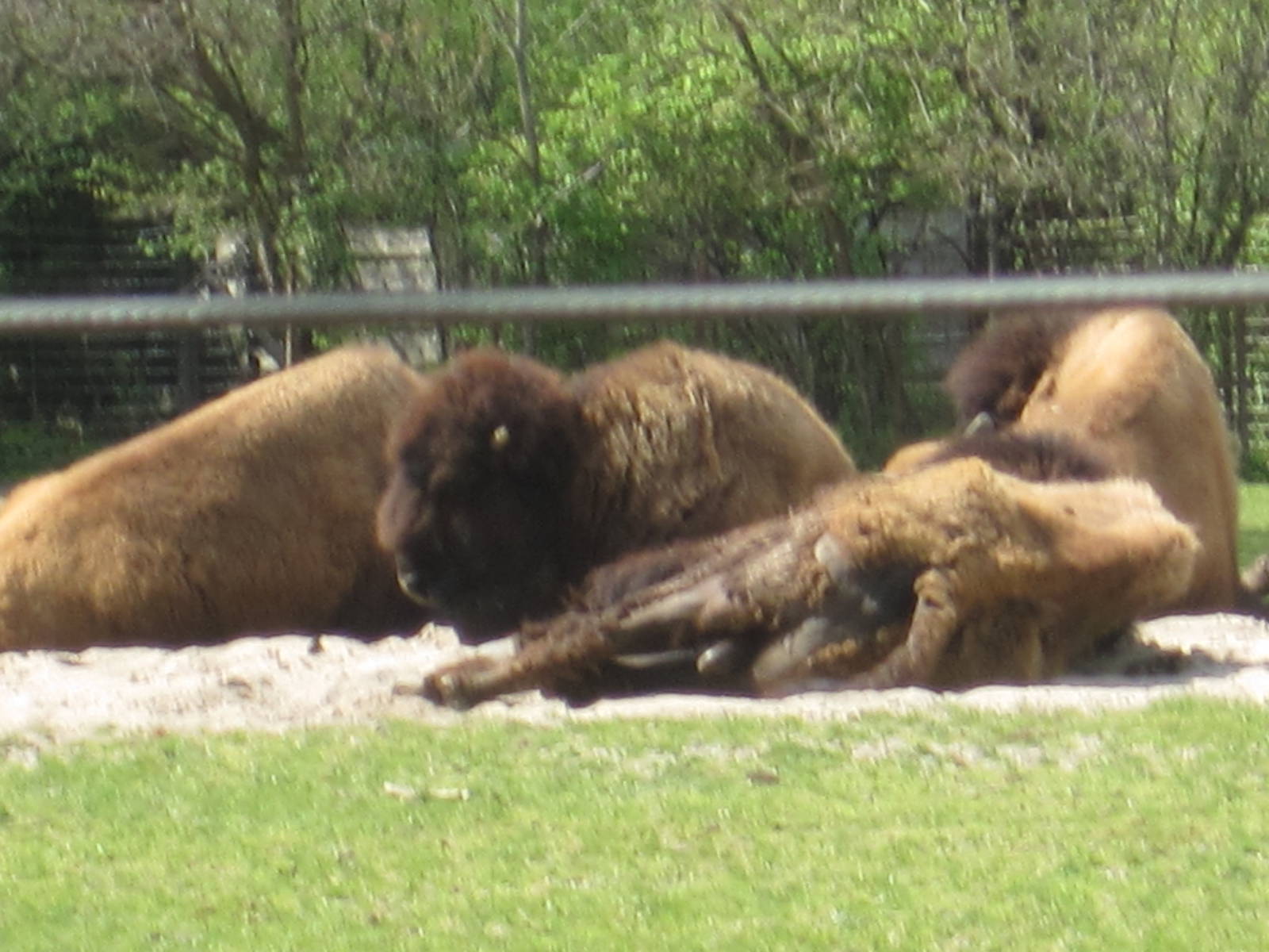 American Bison