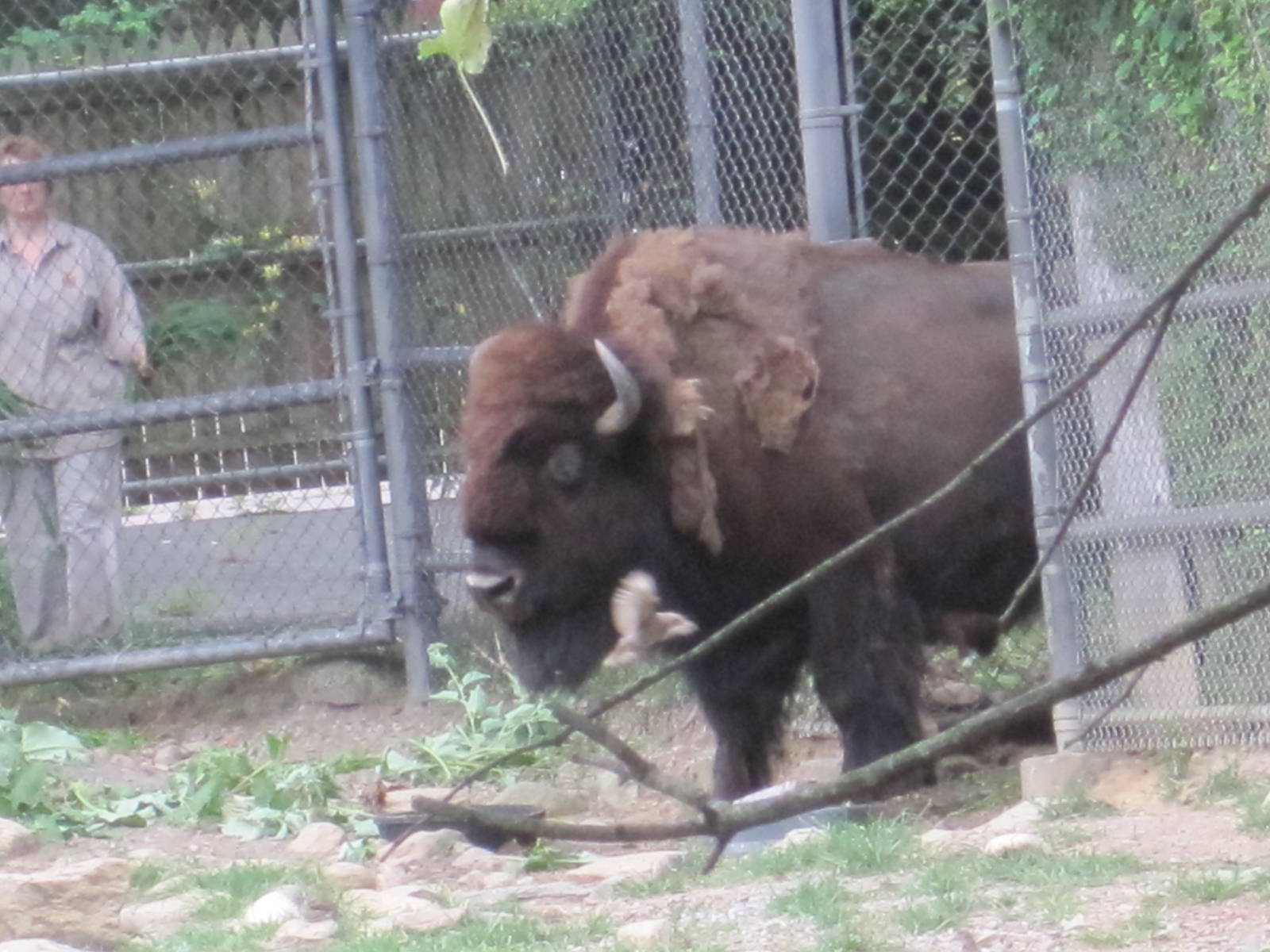 American Bison